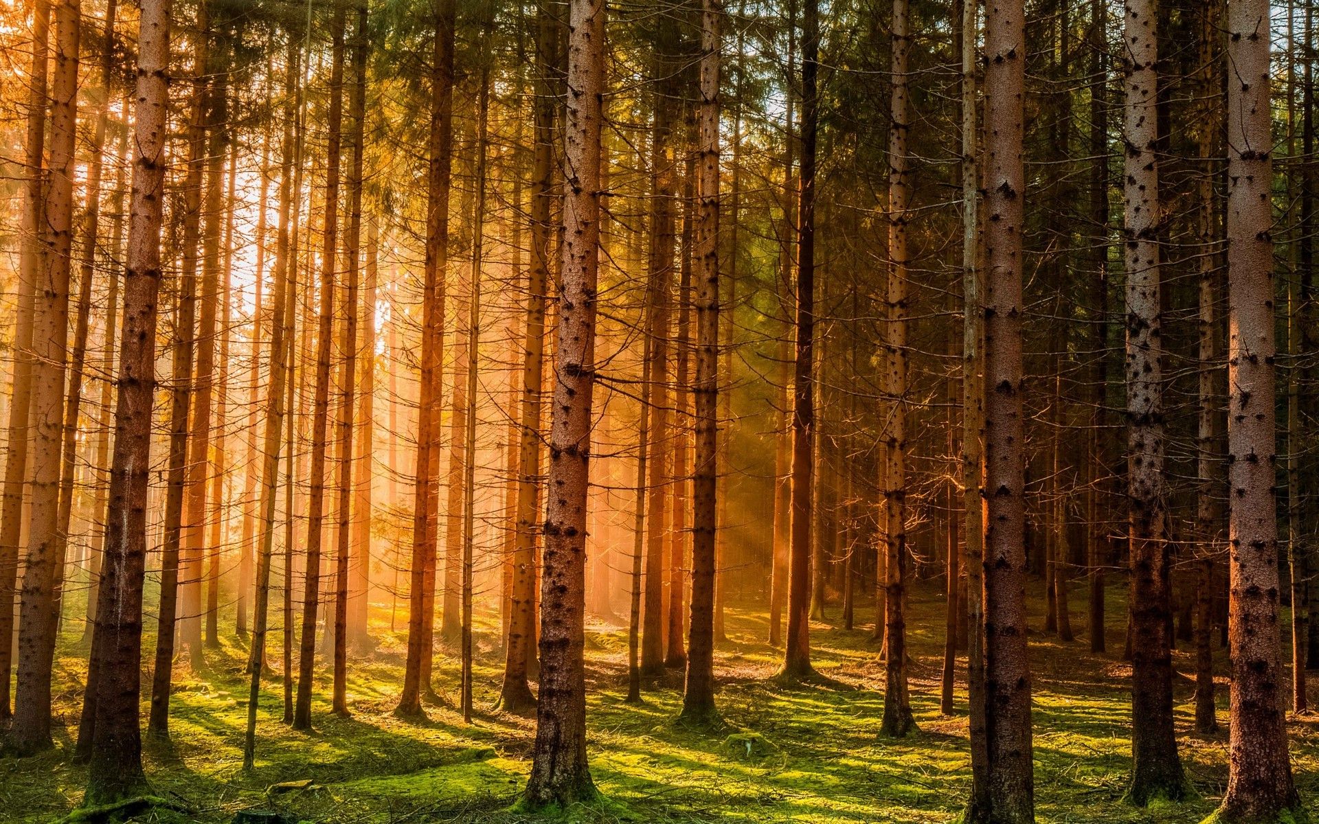 Sun Rise In Forest Wallpapers