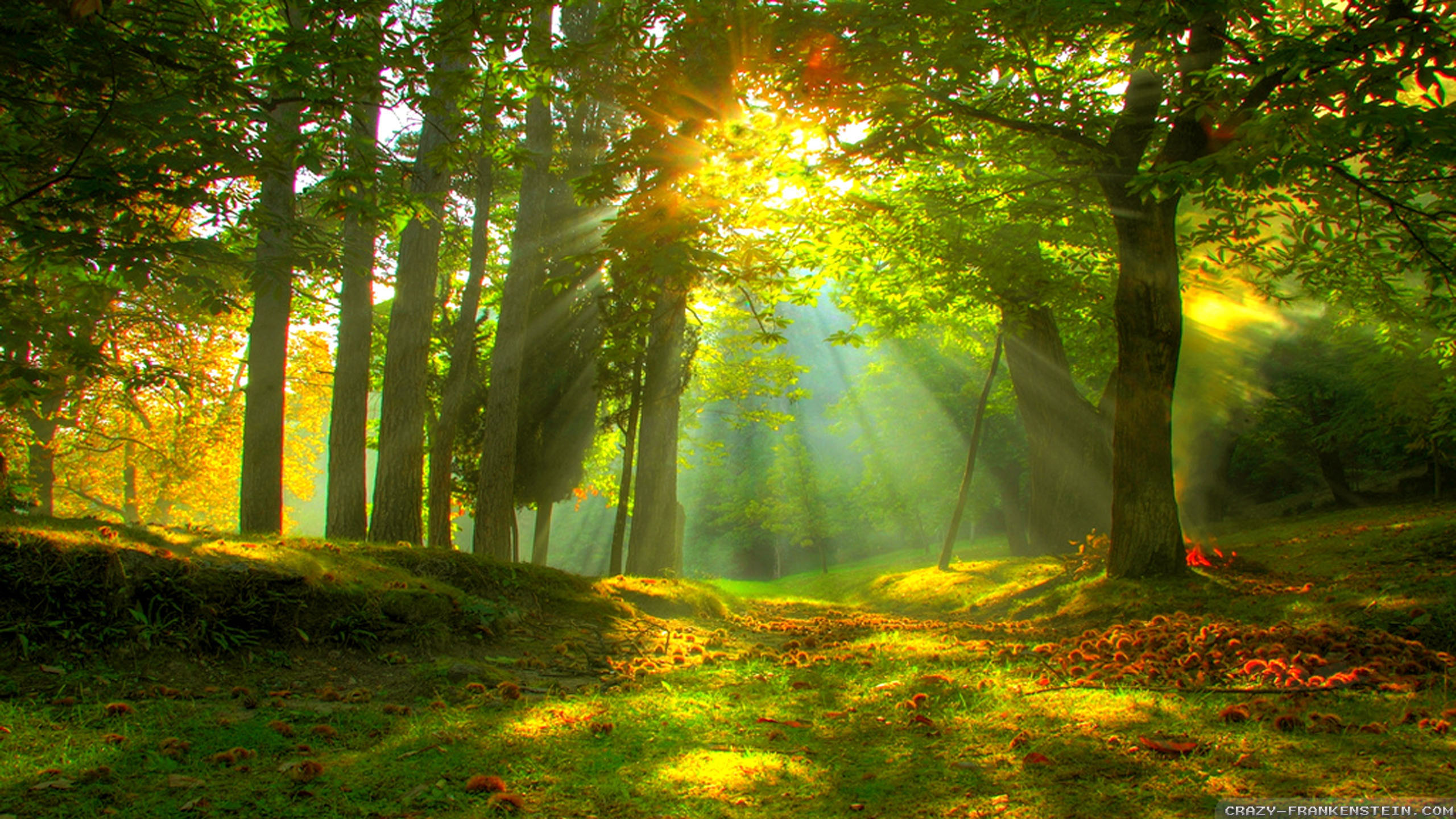 Sun Rise In Forest Wallpapers