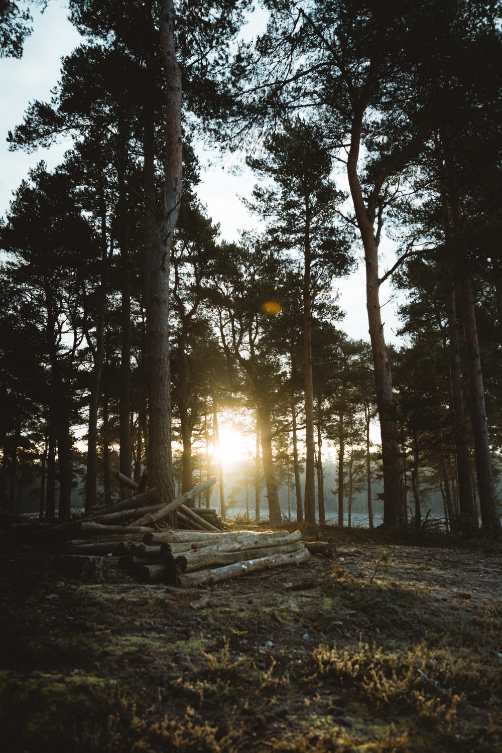 Sun Rise In Forest Wallpapers