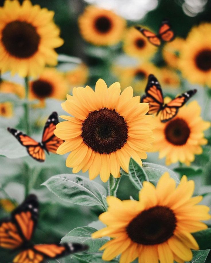 Sunflower And Butterfly Wallpapers