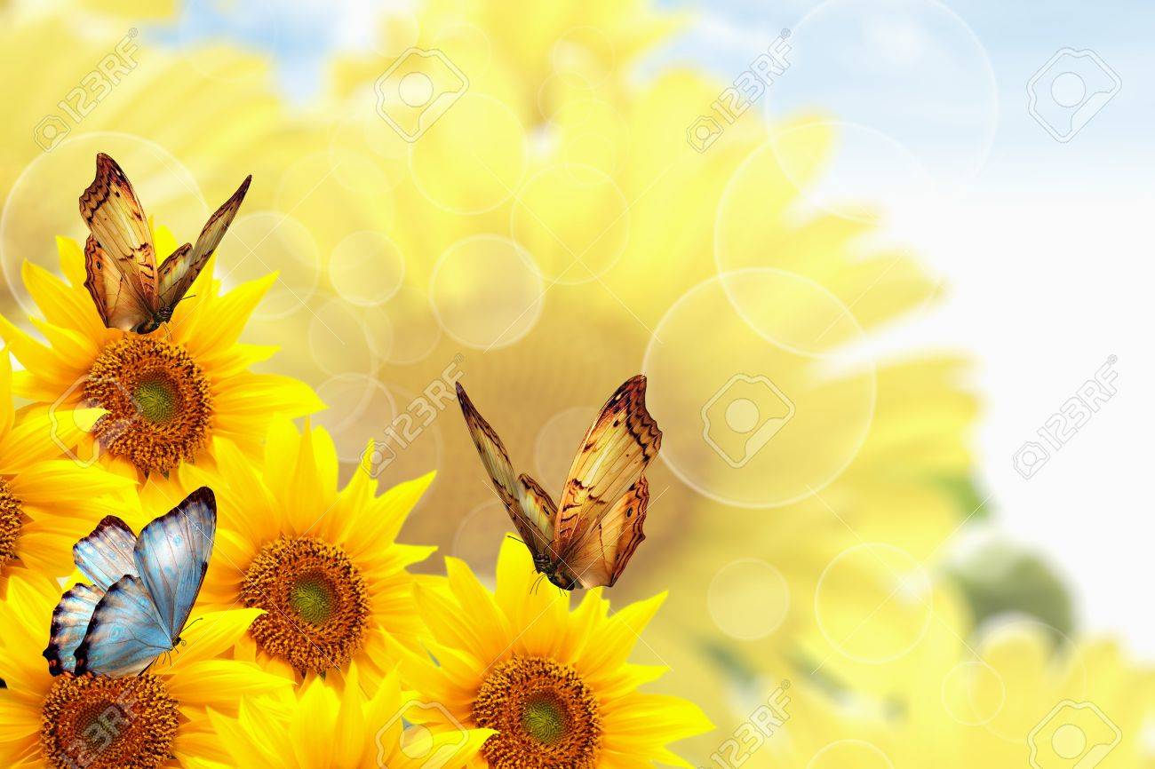 Sunflower And Butterfly Wallpapers