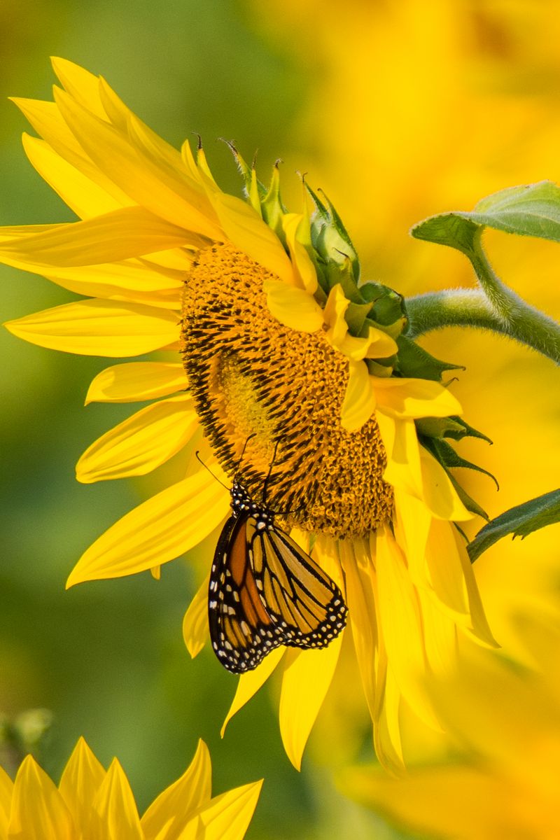 Sunflower And Butterfly Wallpapers