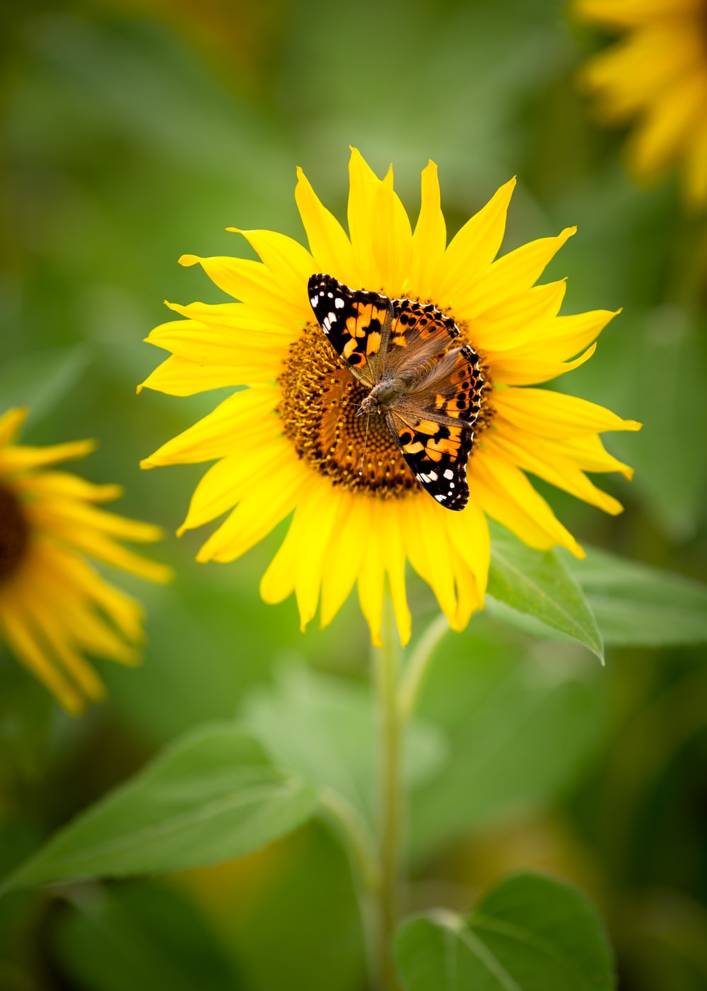 Sunflower And Butterfly Wallpapers