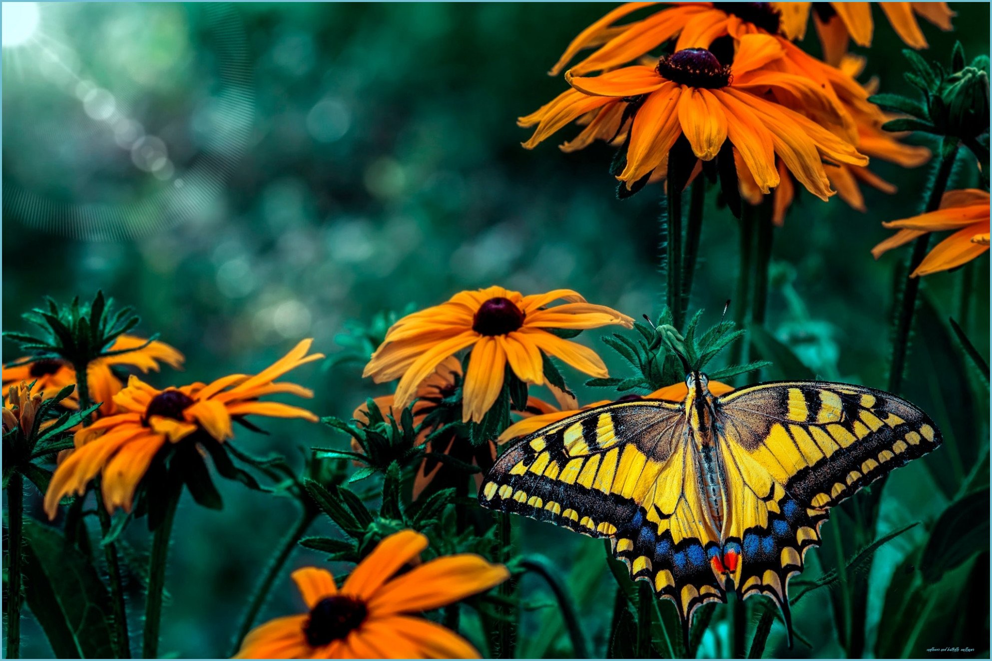 Sunflower And Butterfly Wallpapers