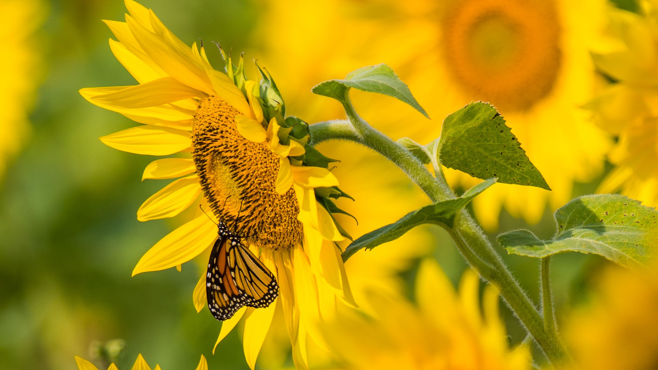 Sunflower And Butterfly Wallpapers