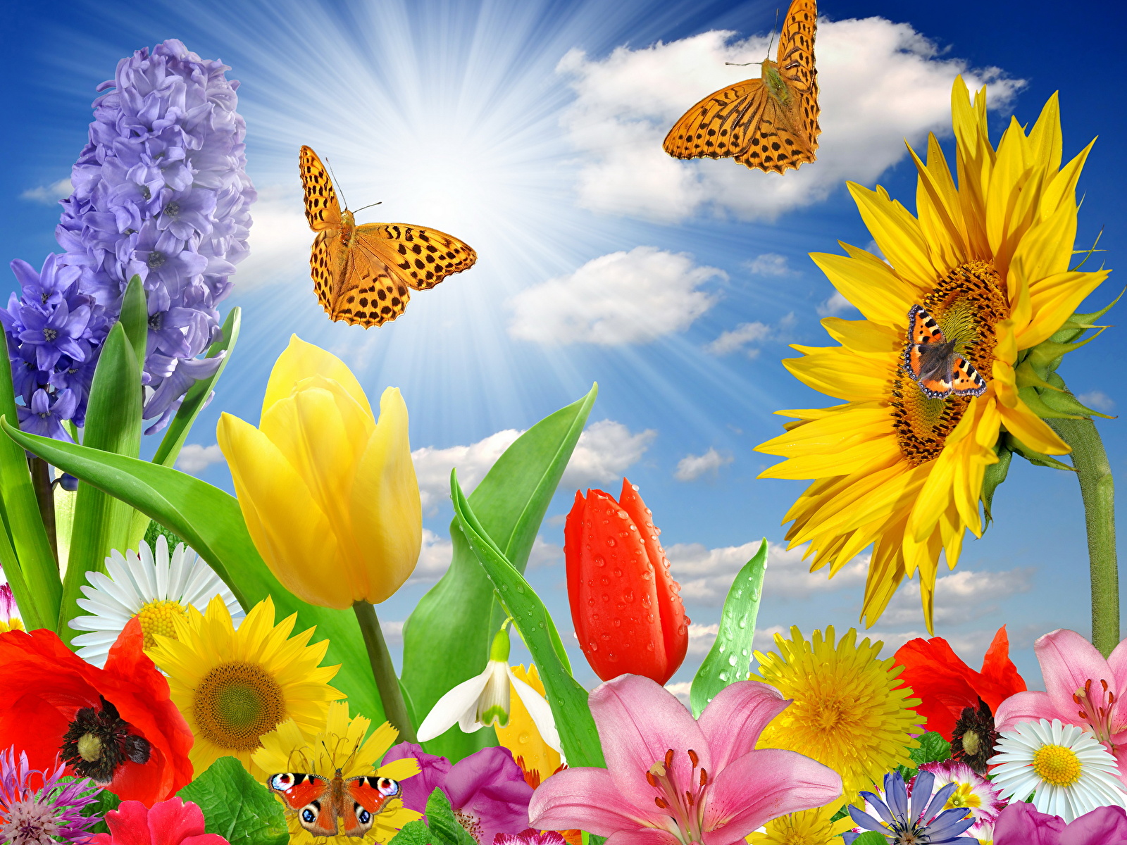 Sunflower And Butterfly Wallpapers