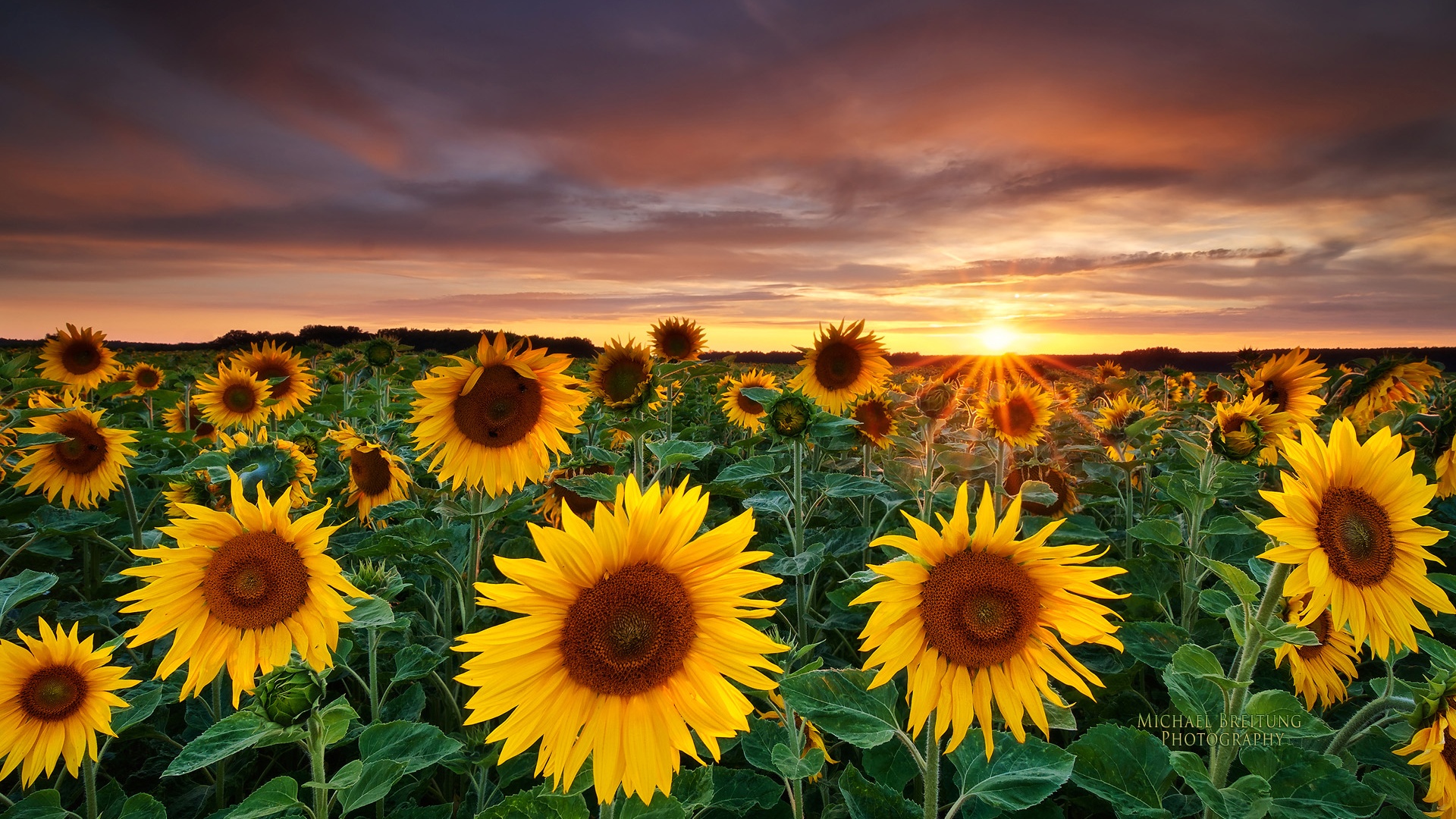 Sunflower Fall Cover Photos Wallpapers