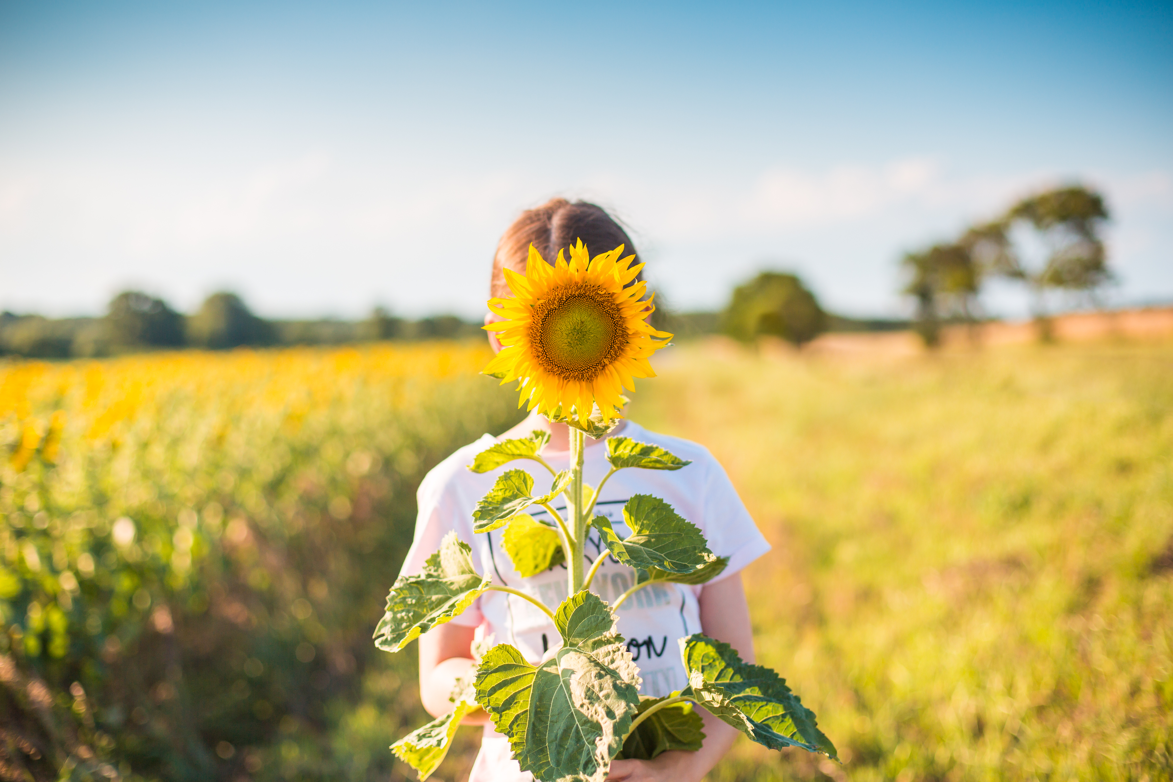 Sunflower Girl Wallpapers