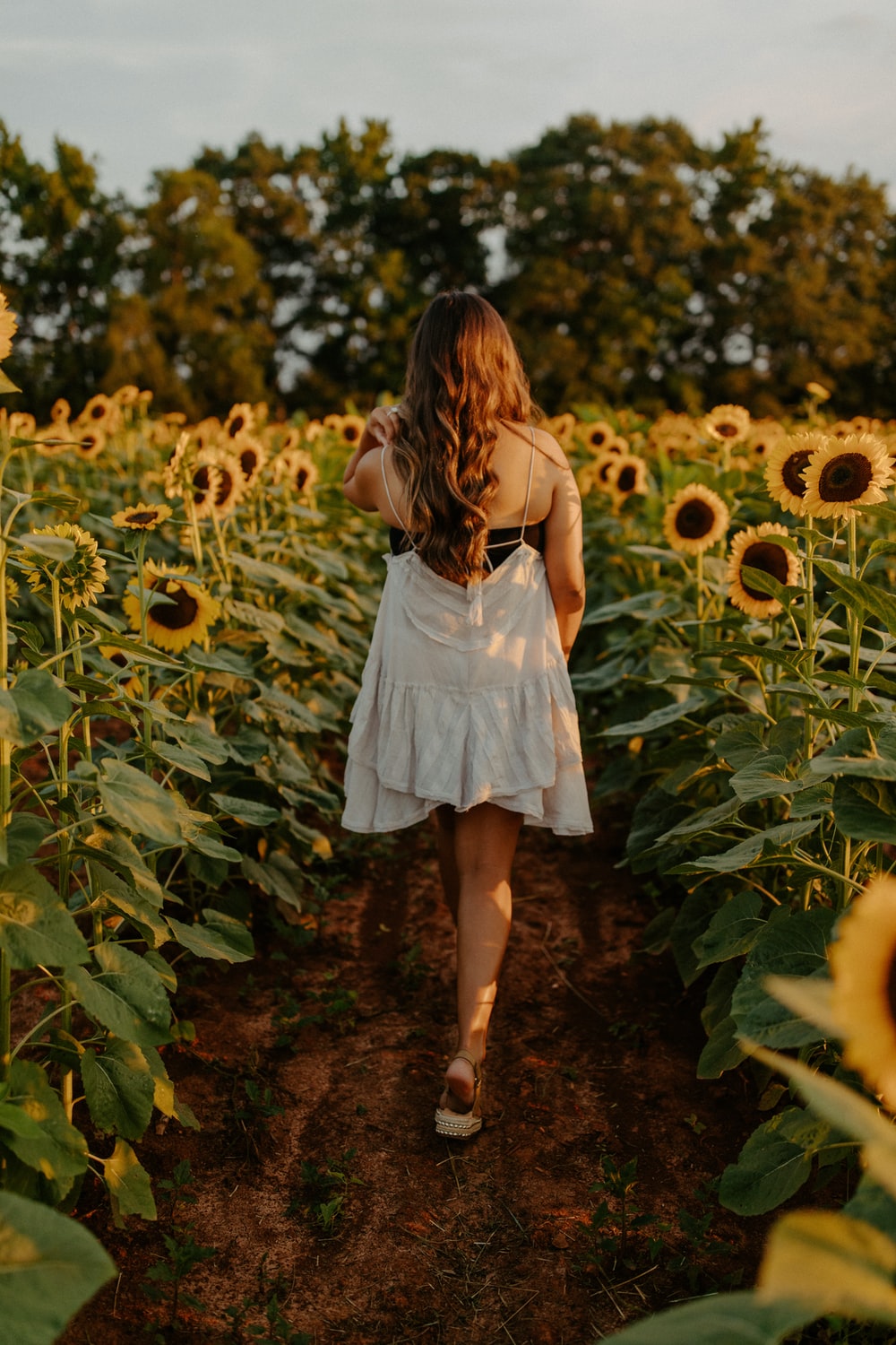Sunflower Girl Wallpapers