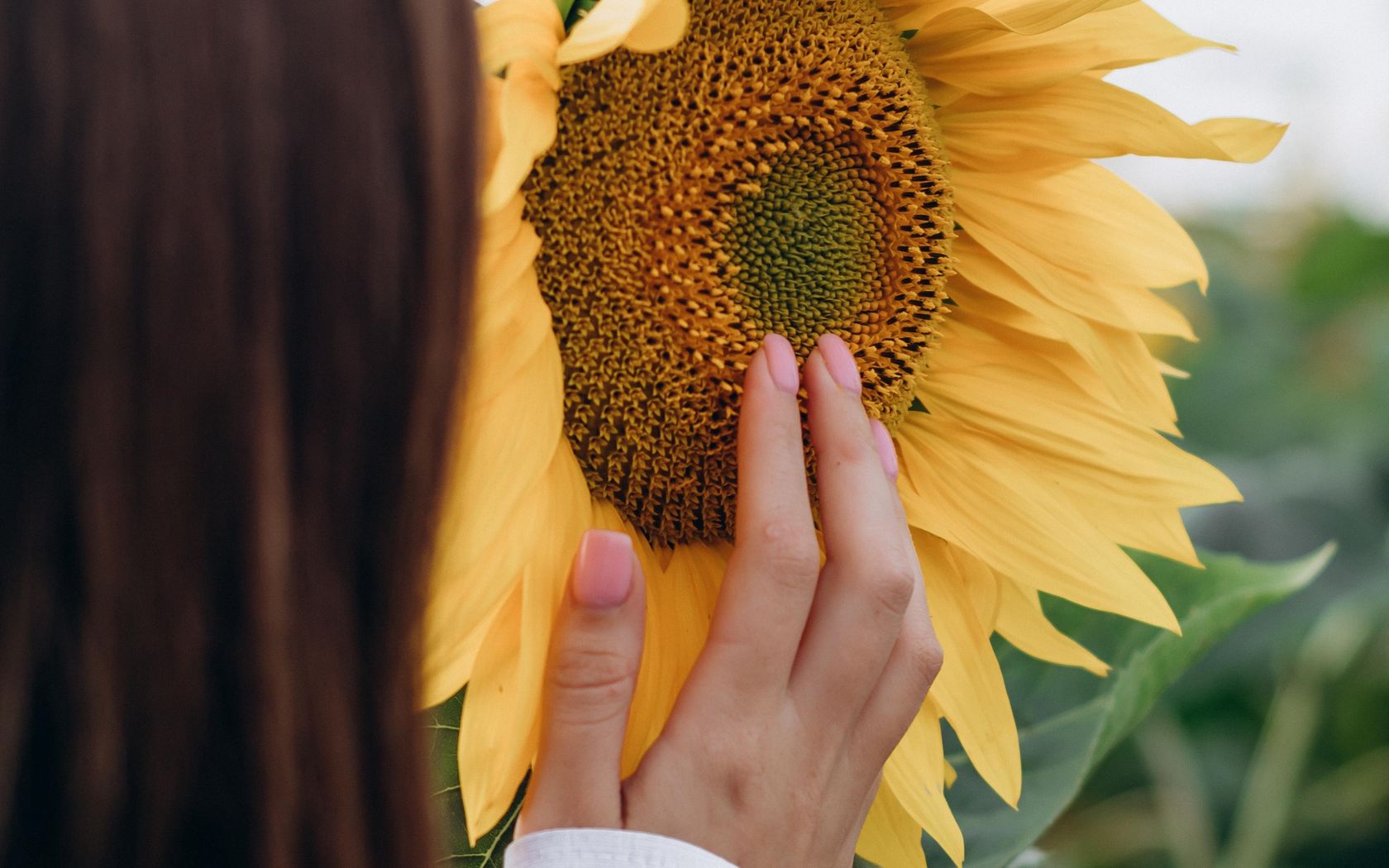 Sunflower Girl Wallpapers