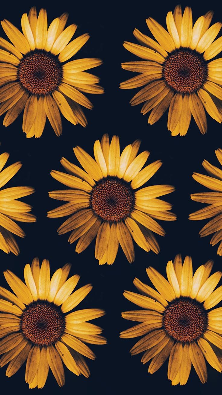 Sunflower Phone Wallpapers