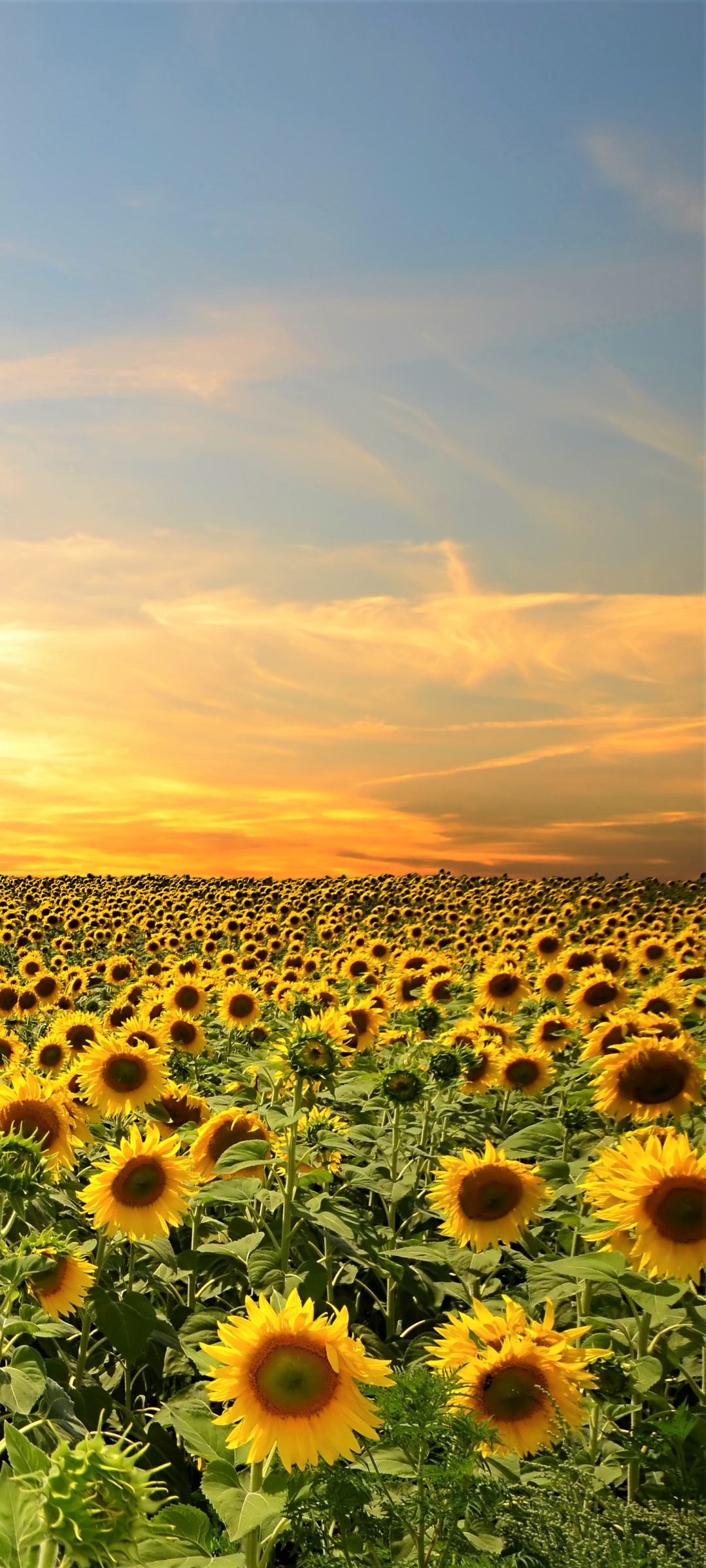 Sunflower Phone Wallpapers