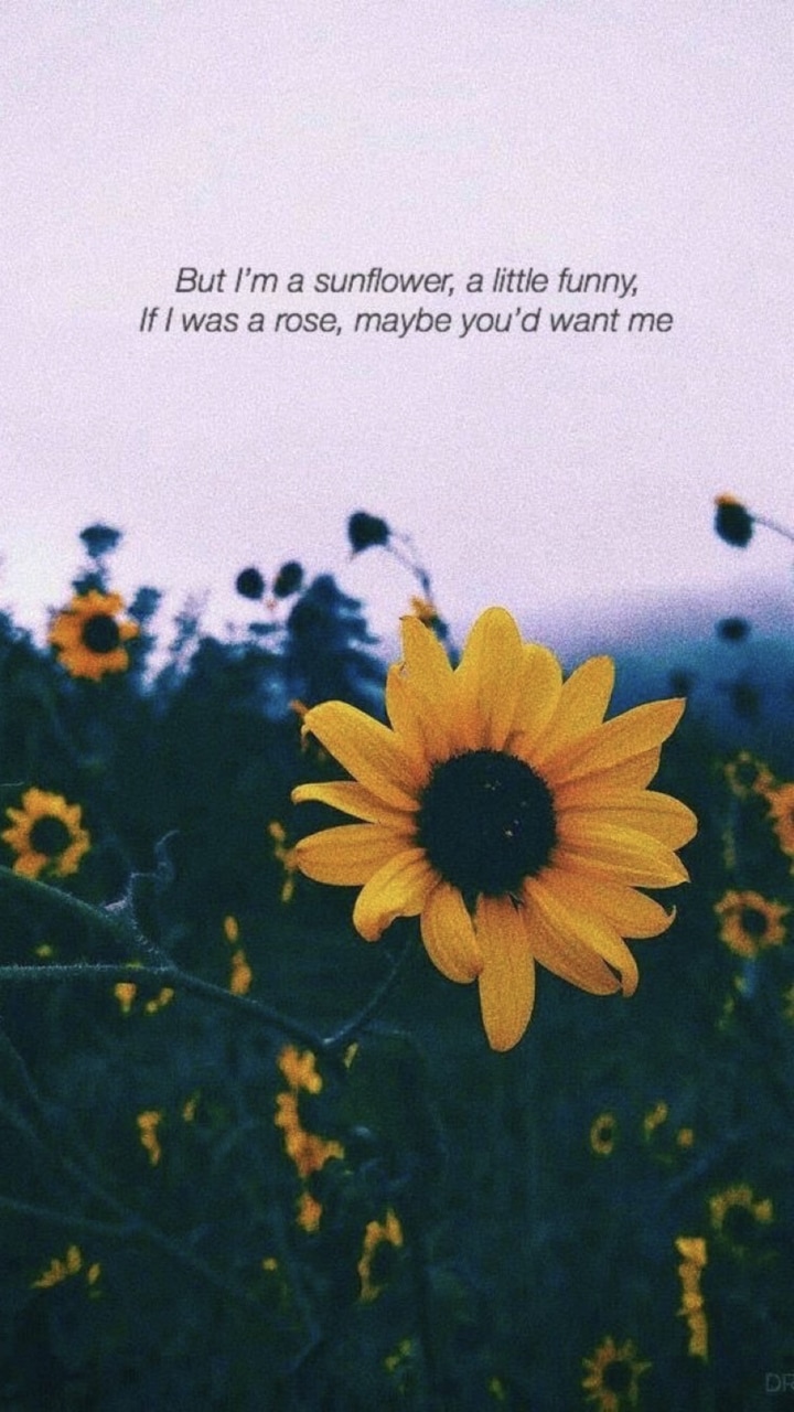 Sunflower Quotes Wallpapers