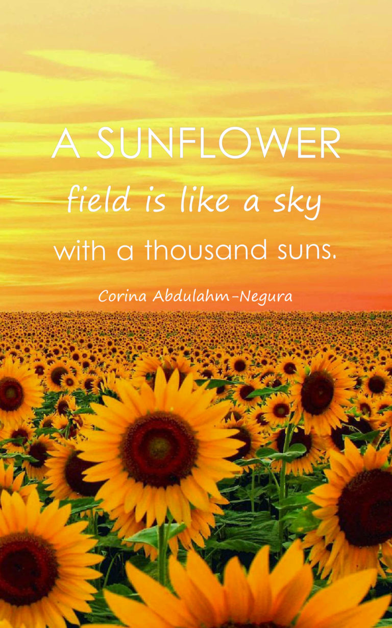 Sunflower Quotes Wallpapers