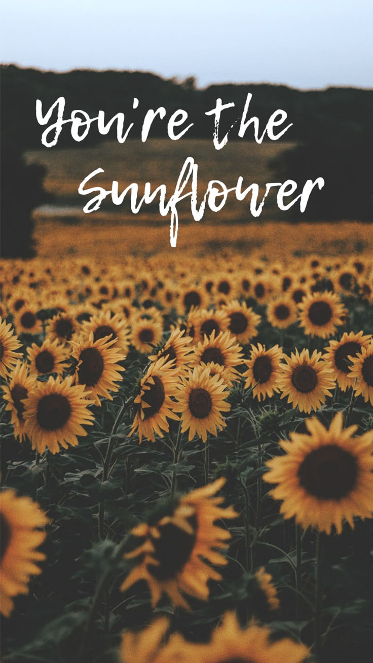 Sunflower Quotes Wallpapers