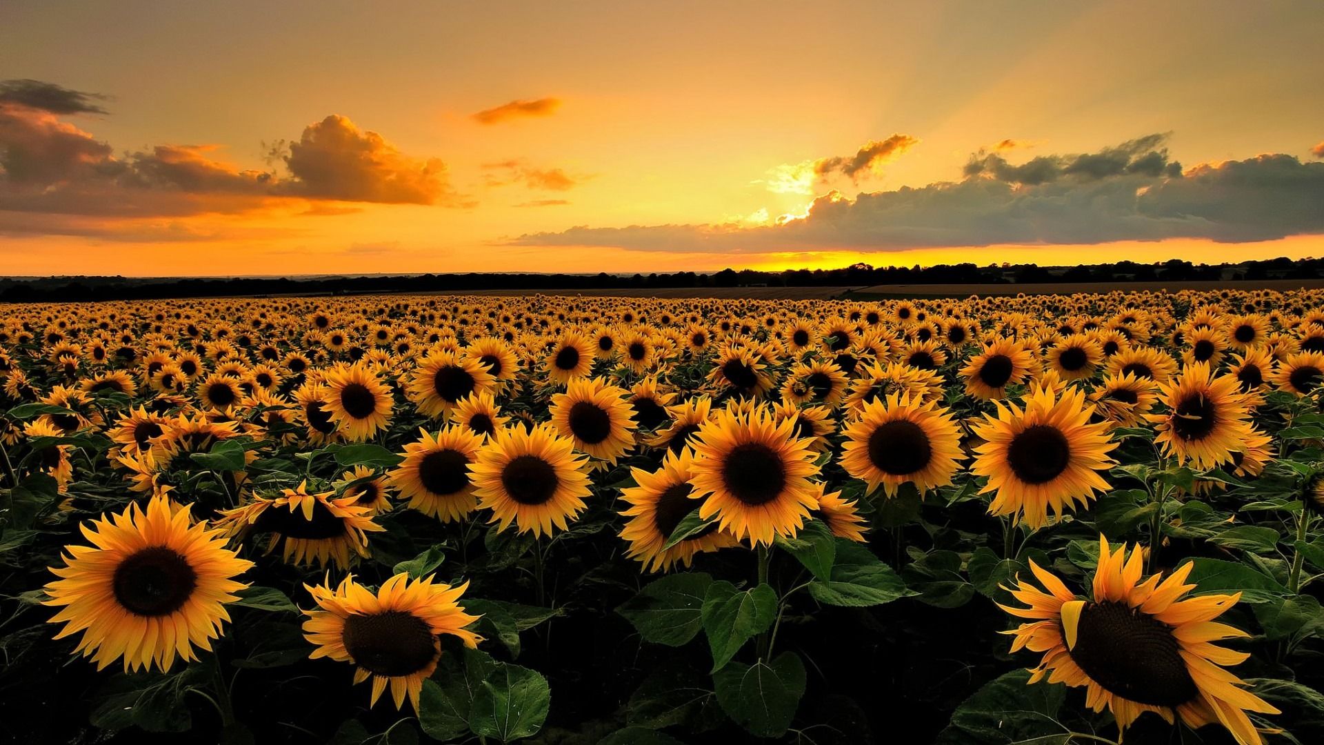 Sunflower Sunset Wallpapers