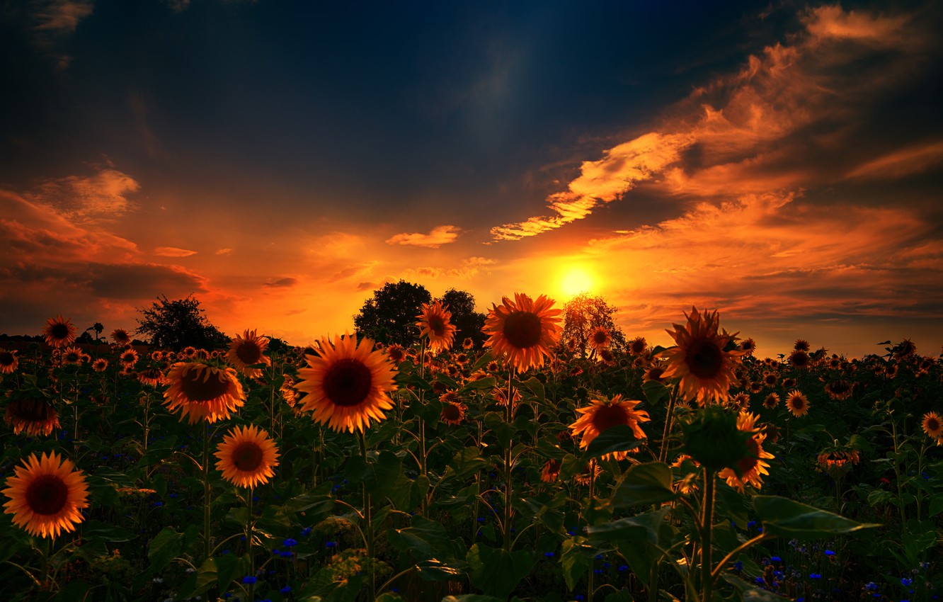 Sunflower Sunset Wallpapers