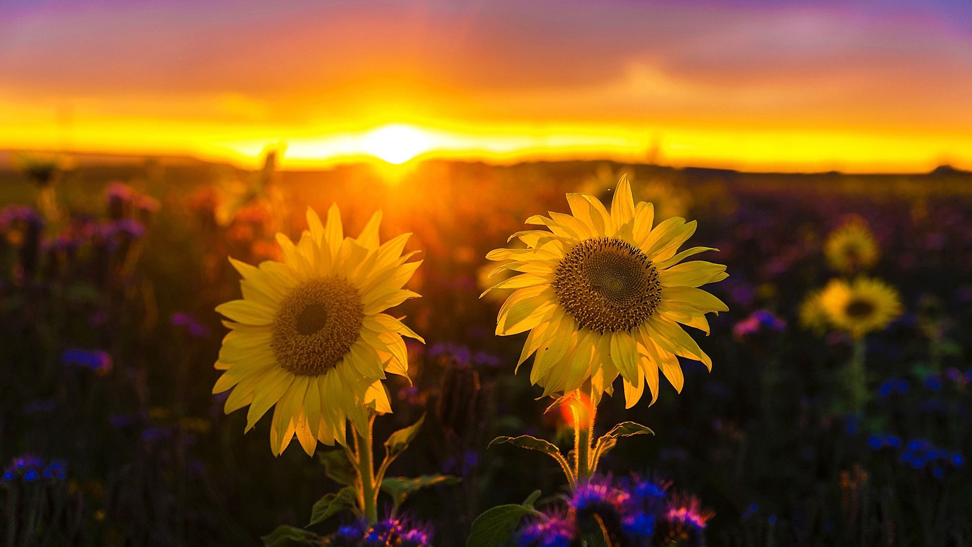 Sunflower Sunset Wallpapers