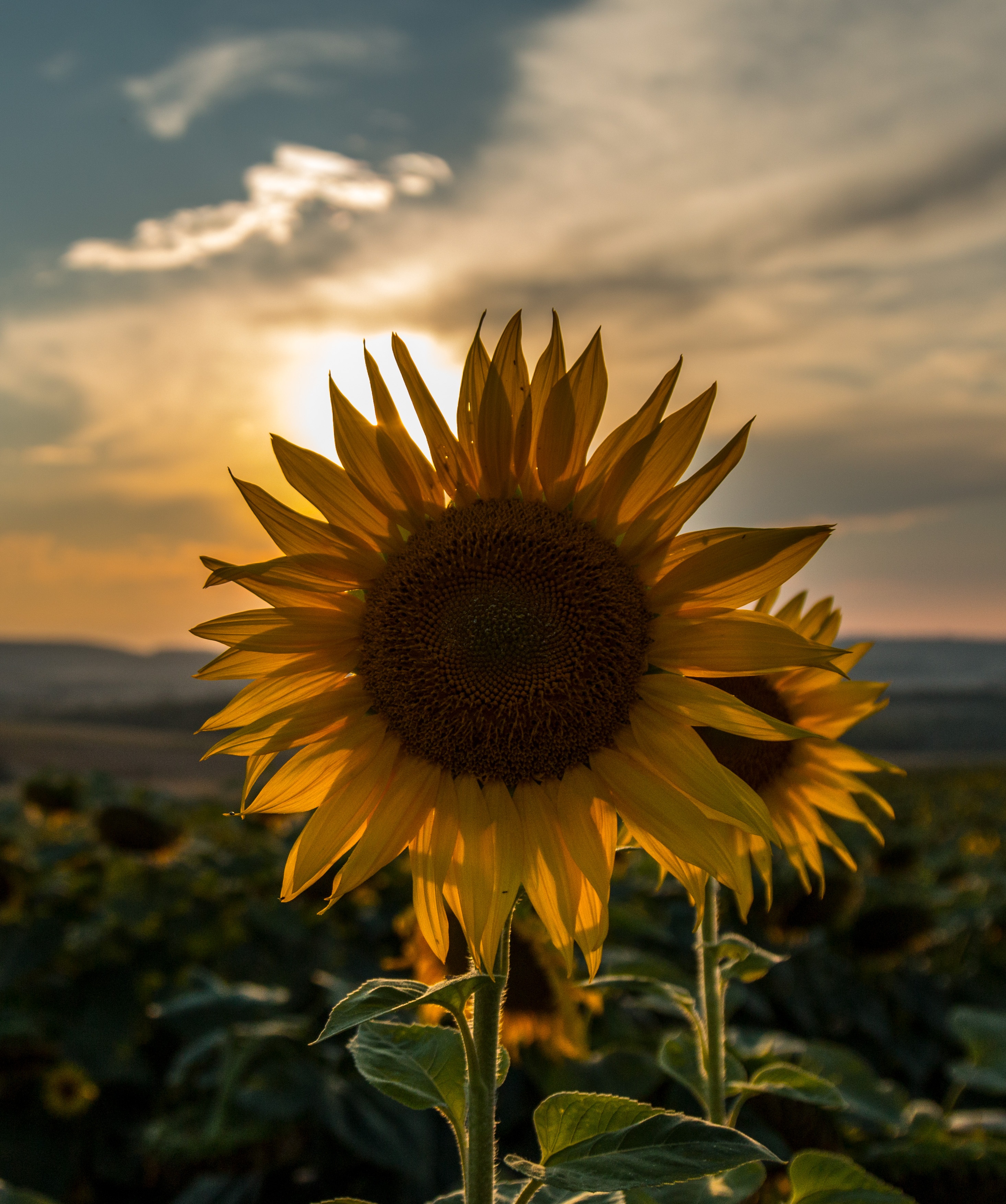 Sunflower Sunset Wallpapers