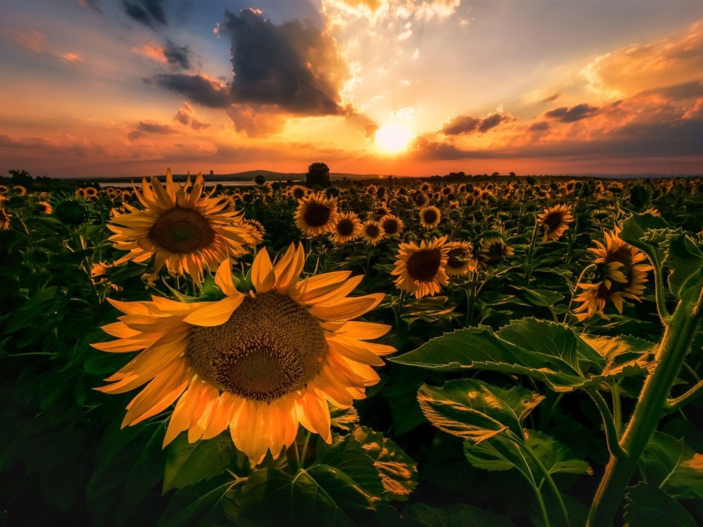 Sunflower Sunset Wallpapers