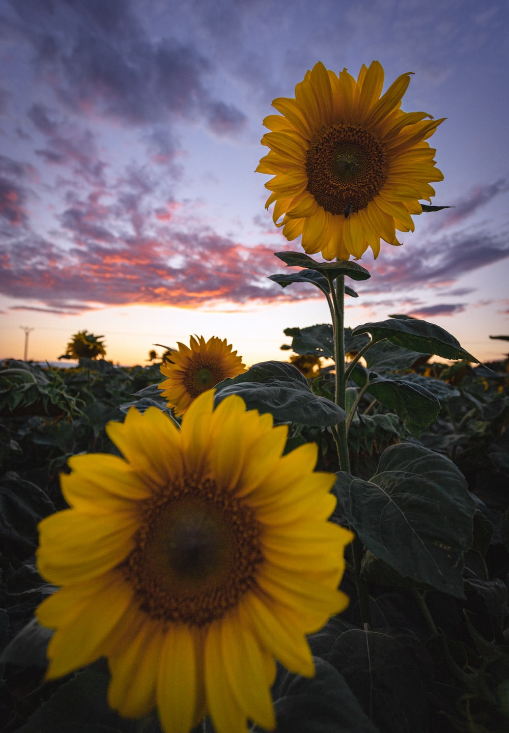 Sunflower Sunset Wallpapers