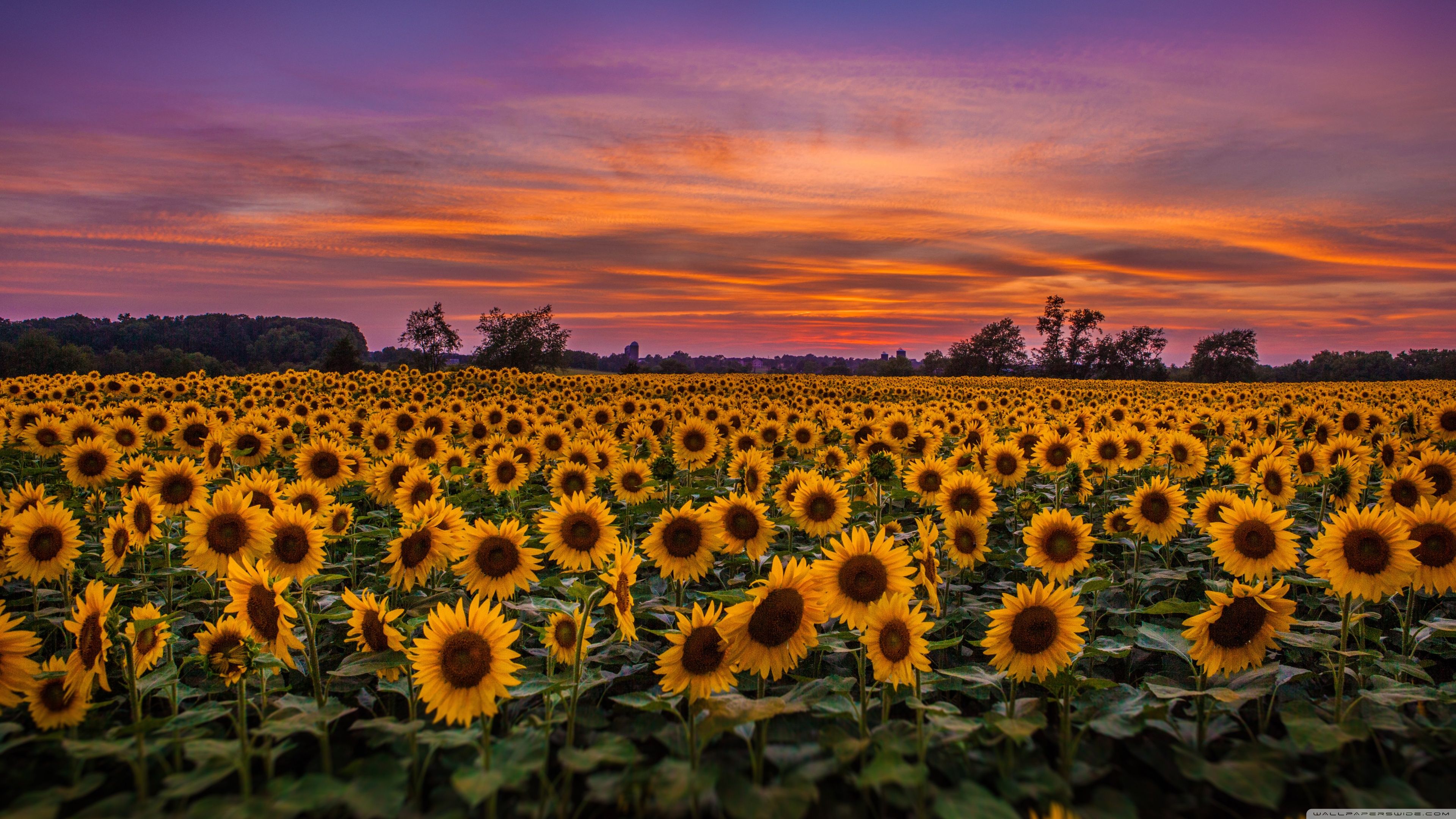 Sunflower 4K Wallpapers