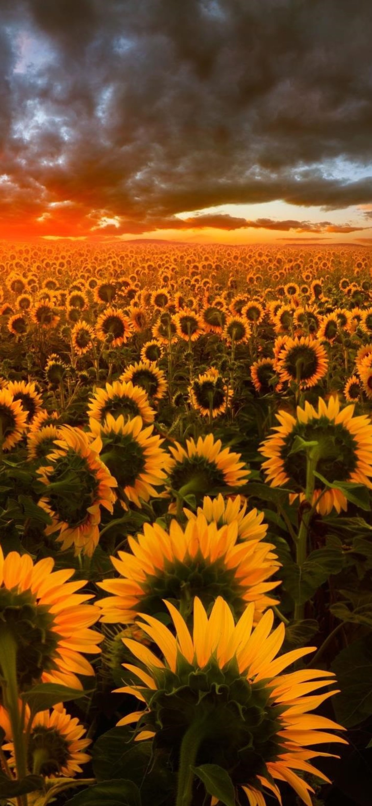 Sunflower 4K Wallpapers