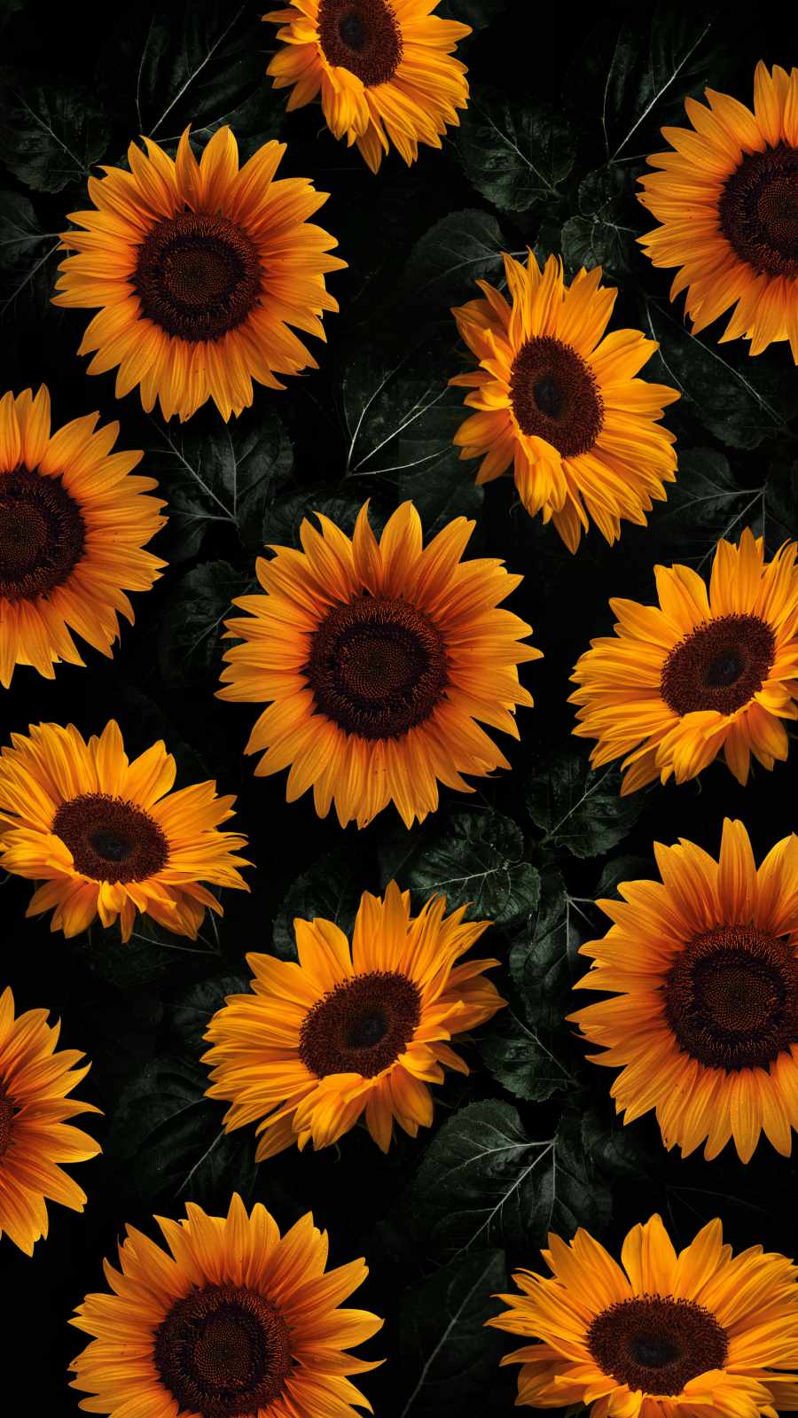 Sunflower 4K Wallpapers