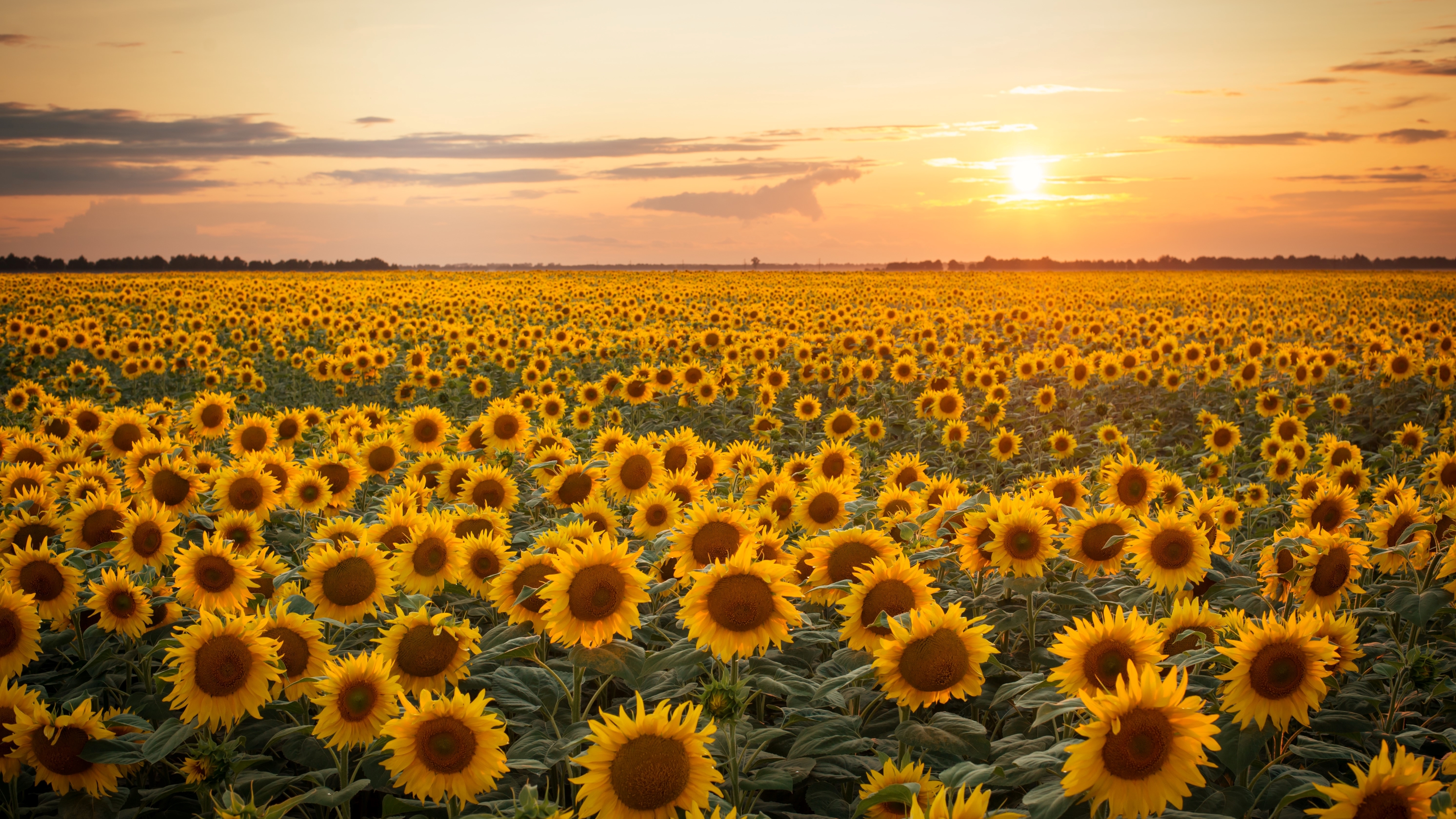 Sunflower 4K Wallpapers