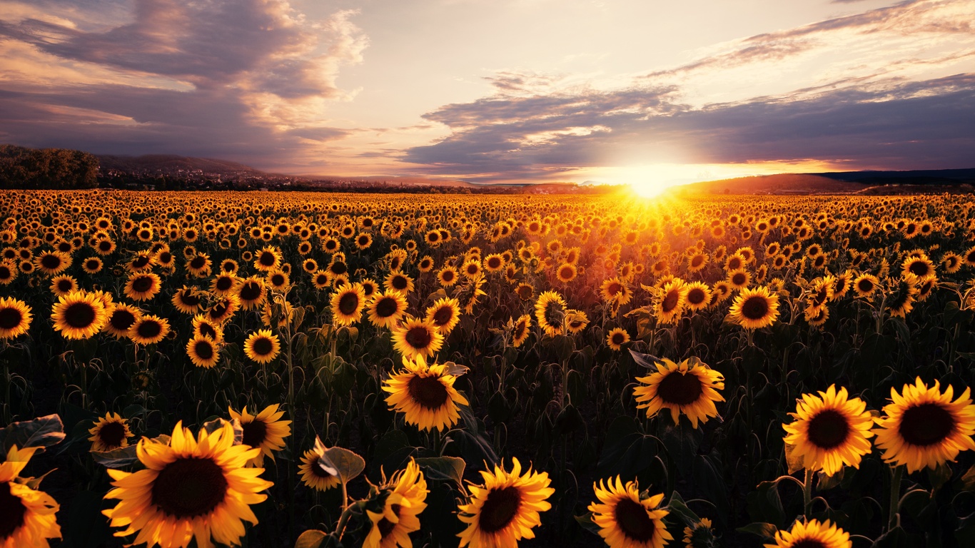 Sunflower 4K Wallpapers