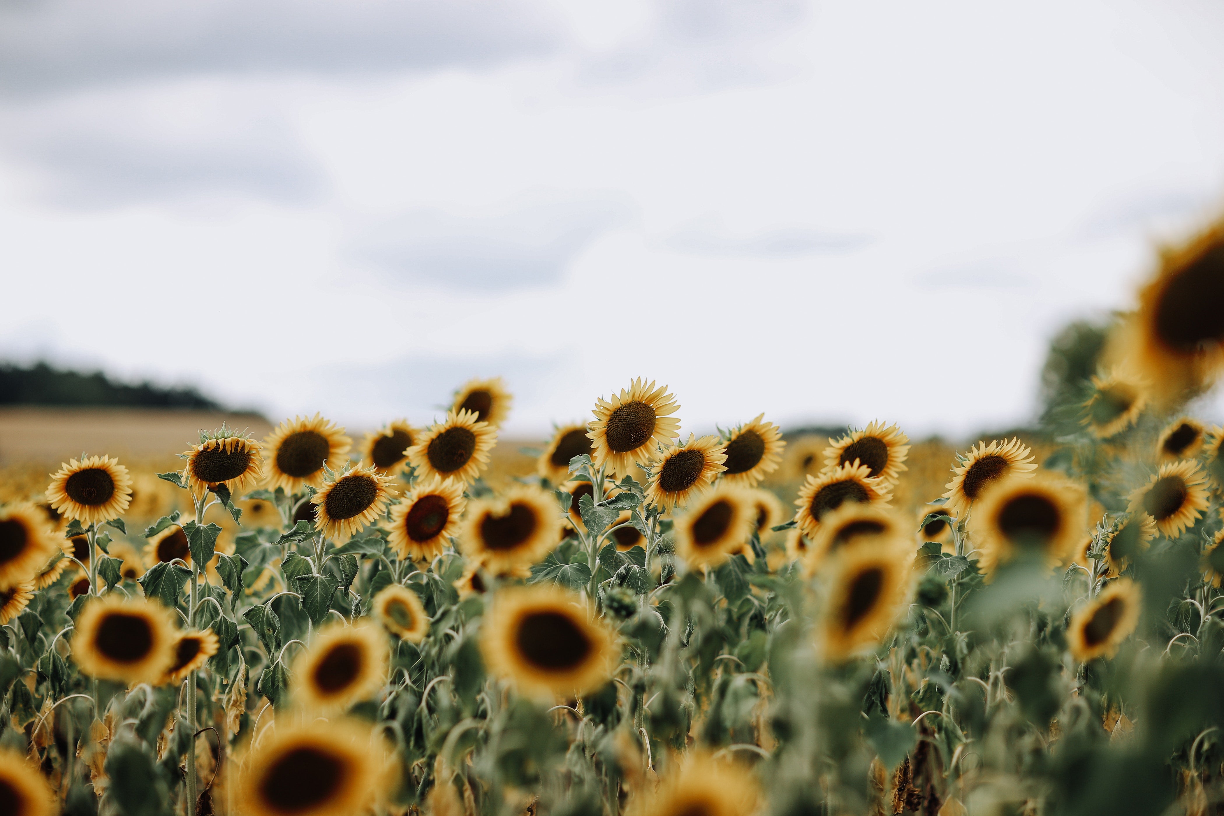 Sunflower 4K Wallpapers