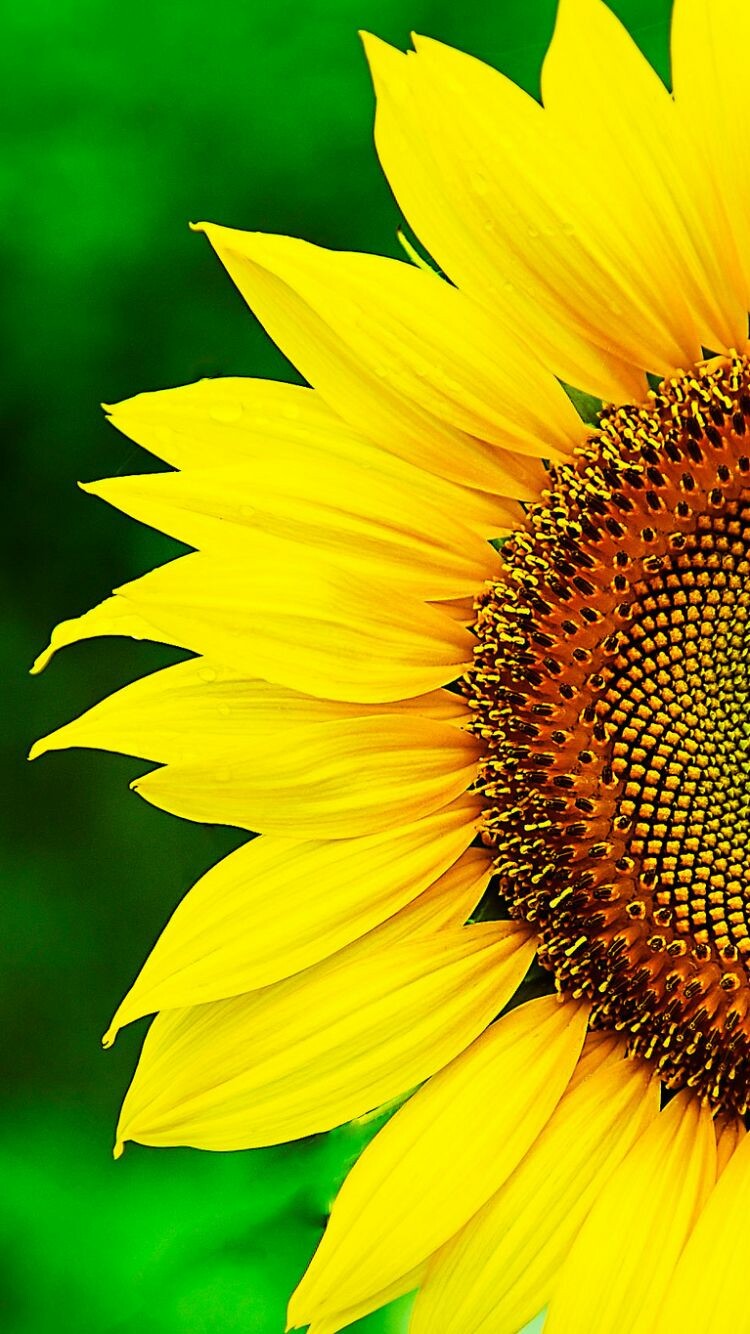 Sunflower 4K Wallpapers