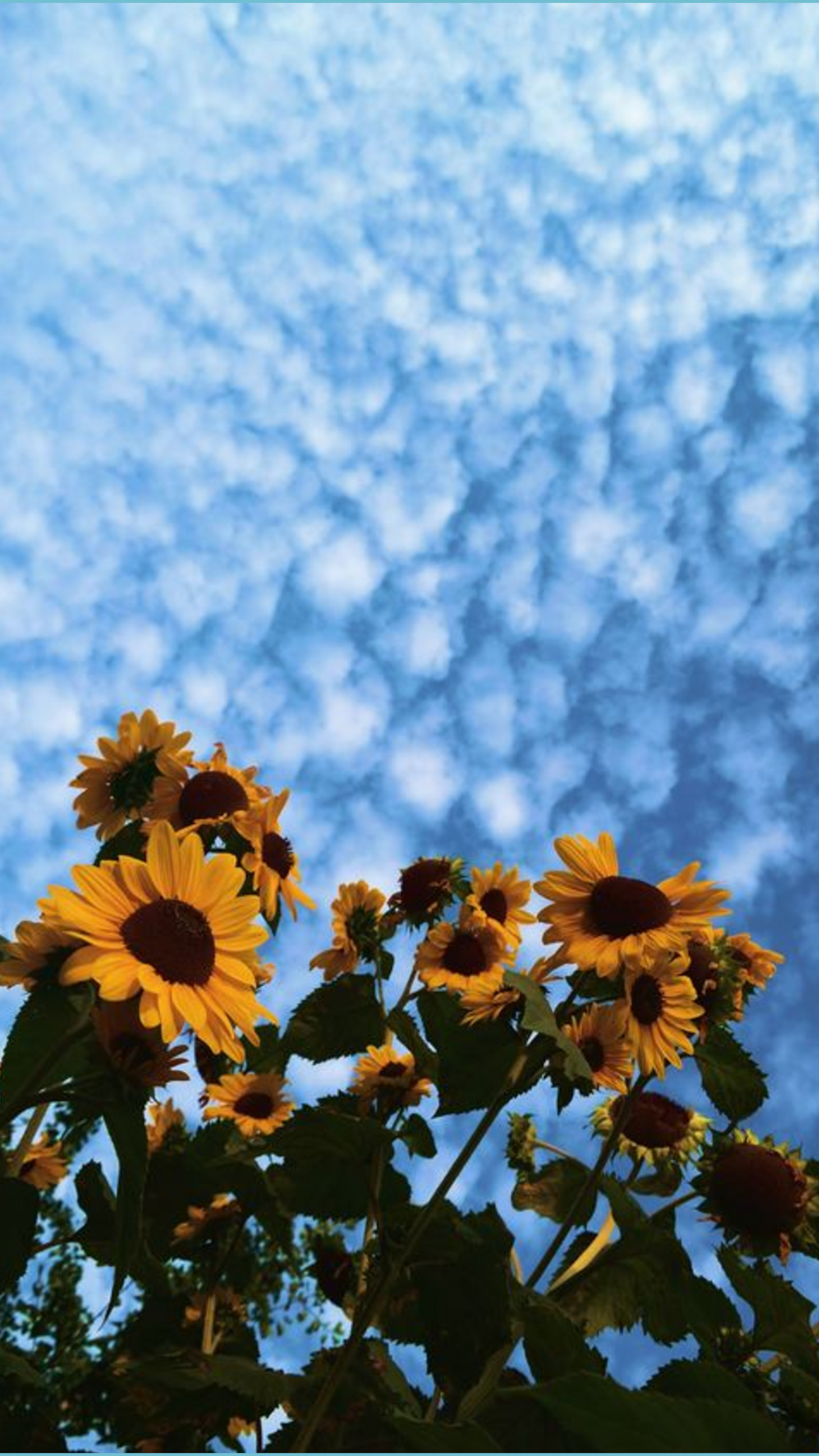 Sunflower 4K Wallpapers