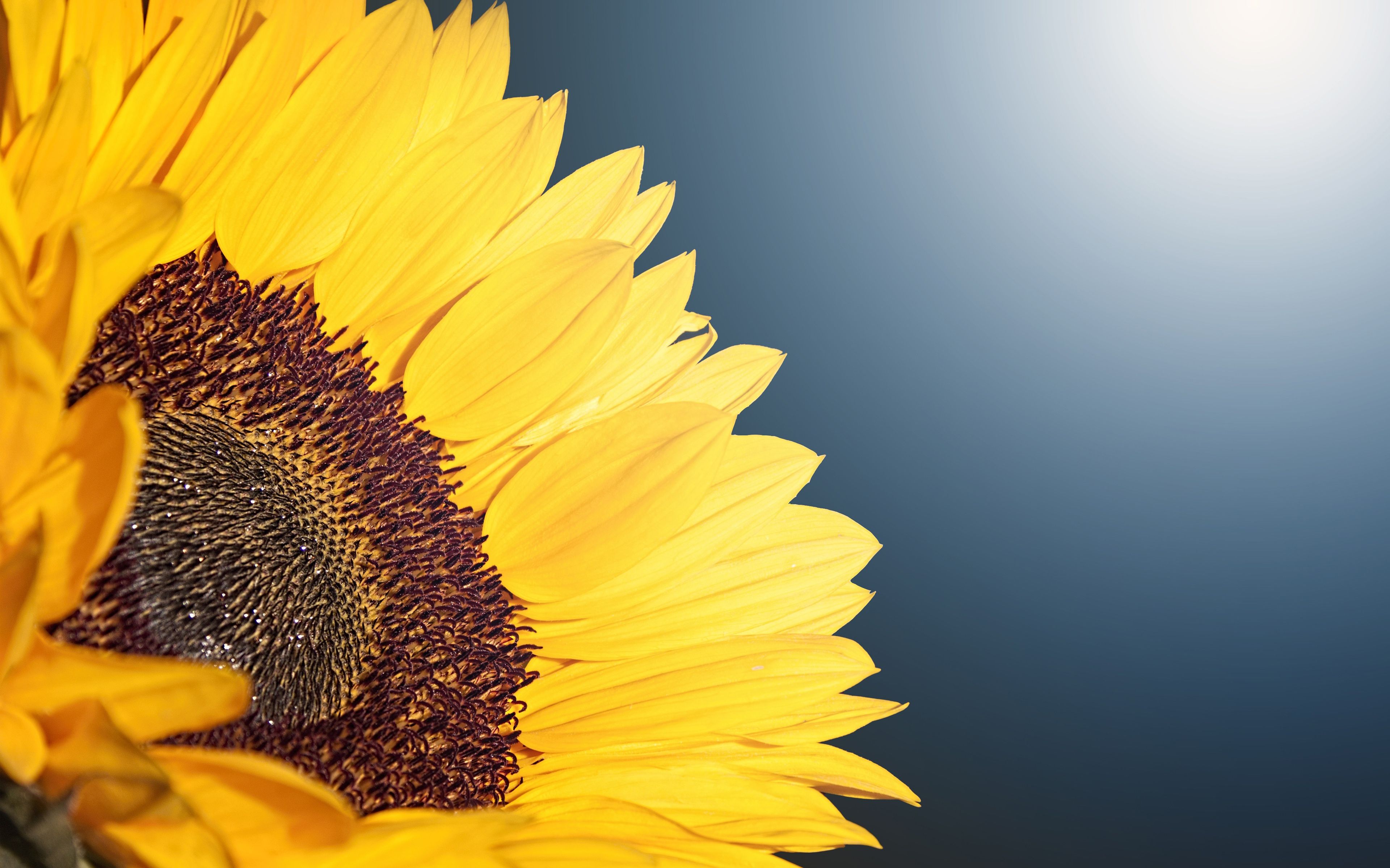 Sunflower 4K Wallpapers