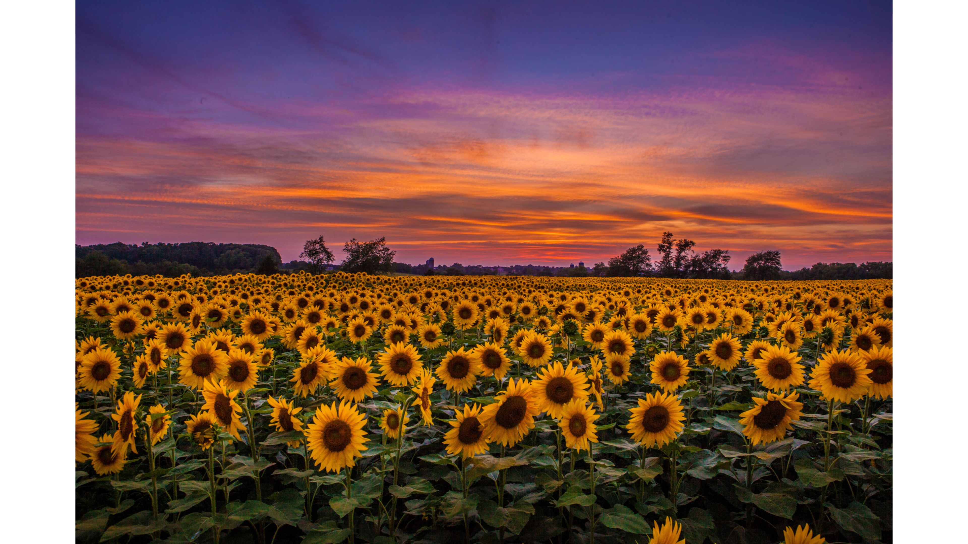 Sunflower 4K Wallpapers