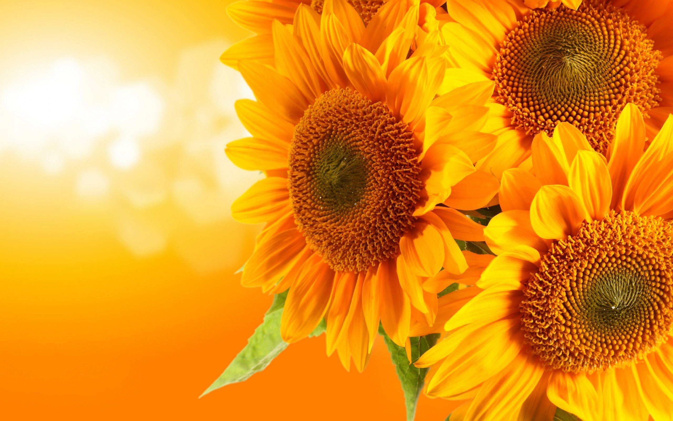 Sunflower 4K Wallpapers