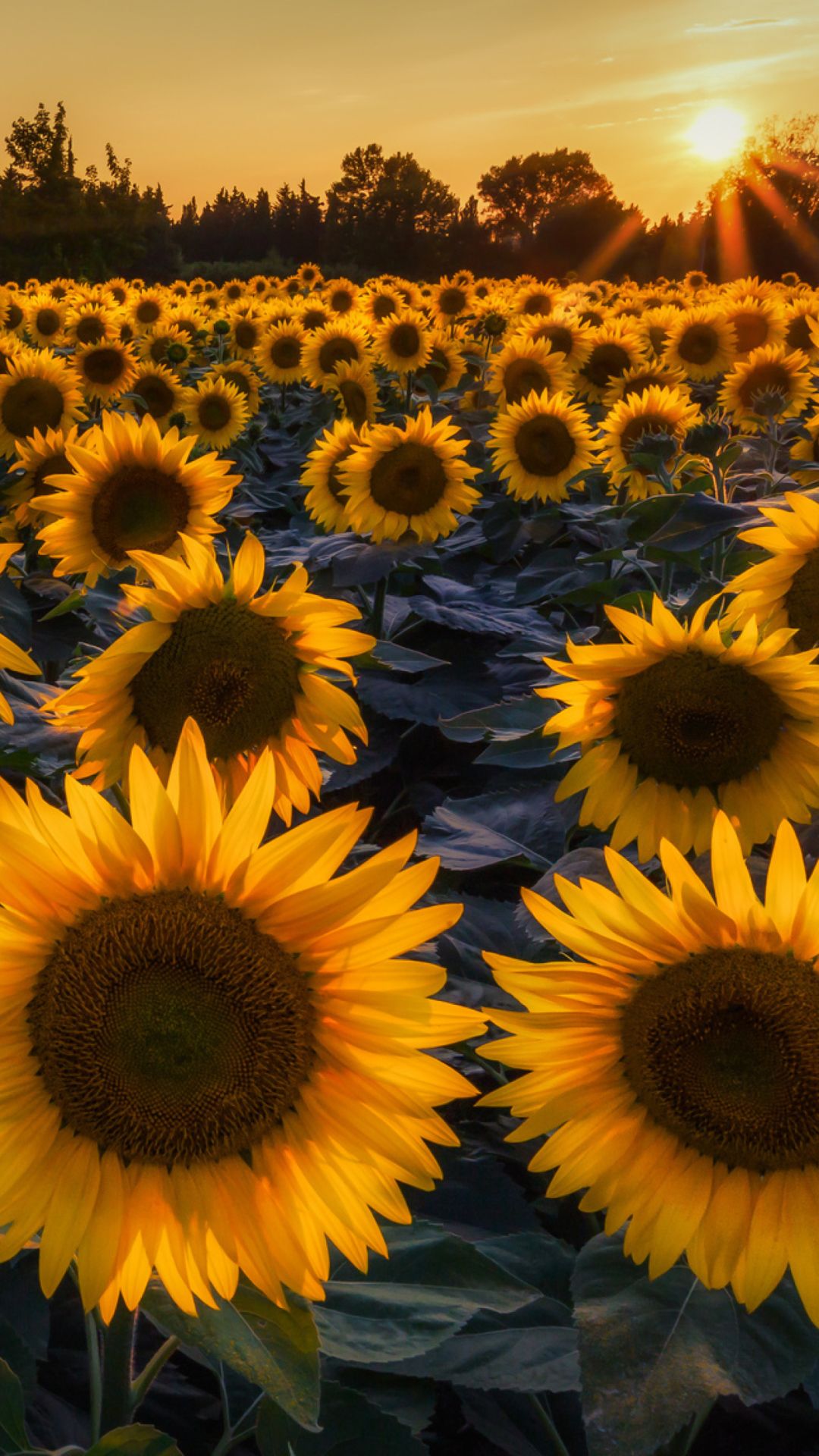 Sunflower Iphone Wallpapers