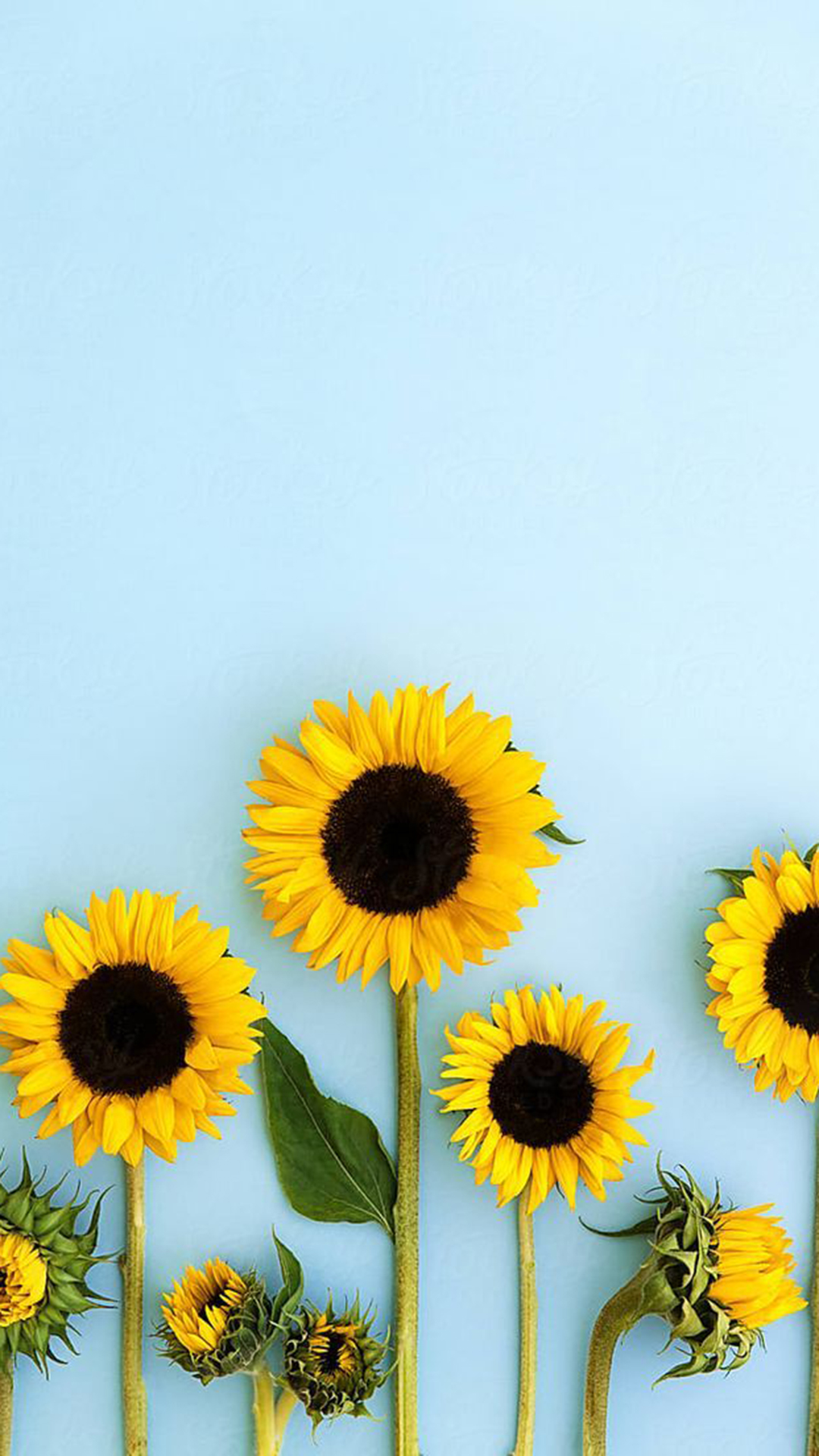 Sunflower Iphone Wallpapers