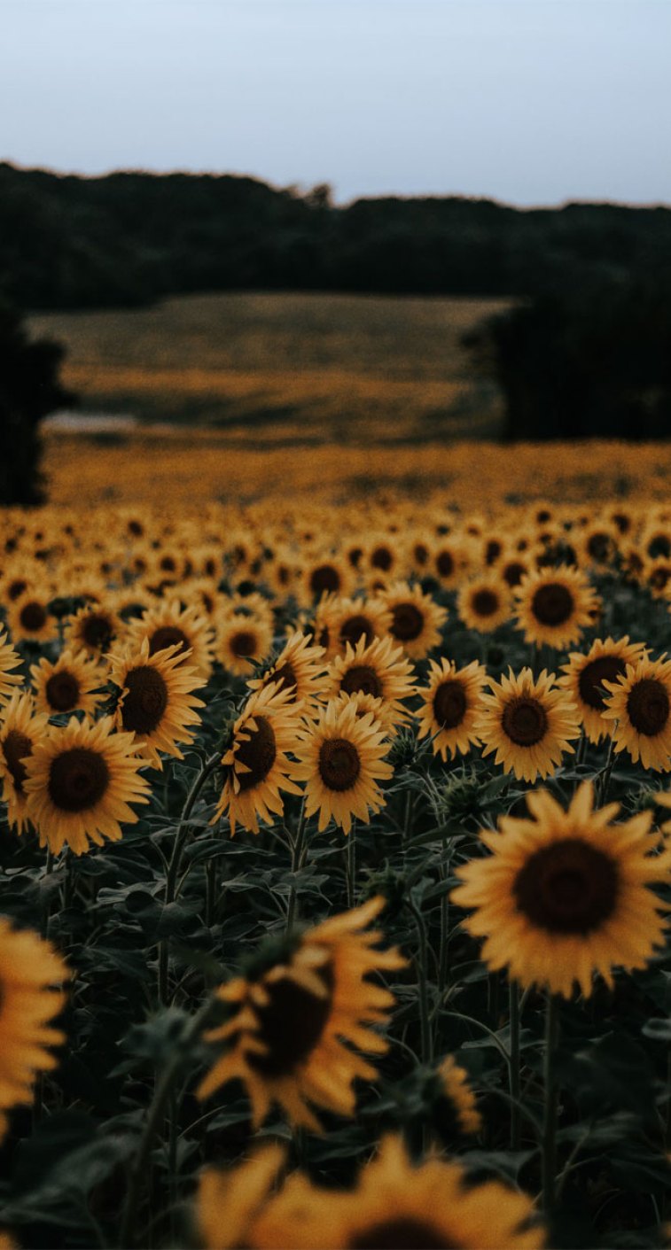 Sunflower Iphone Wallpapers