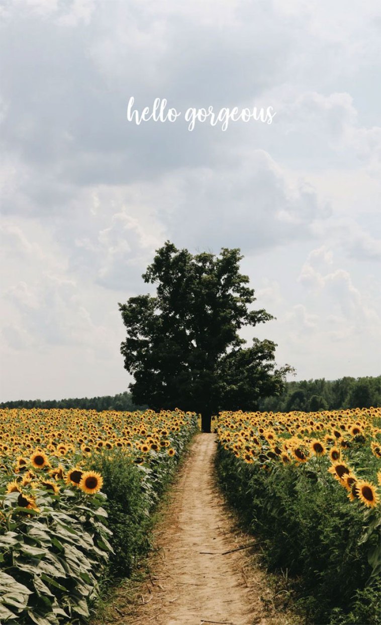 Sunflower Iphone Wallpapers