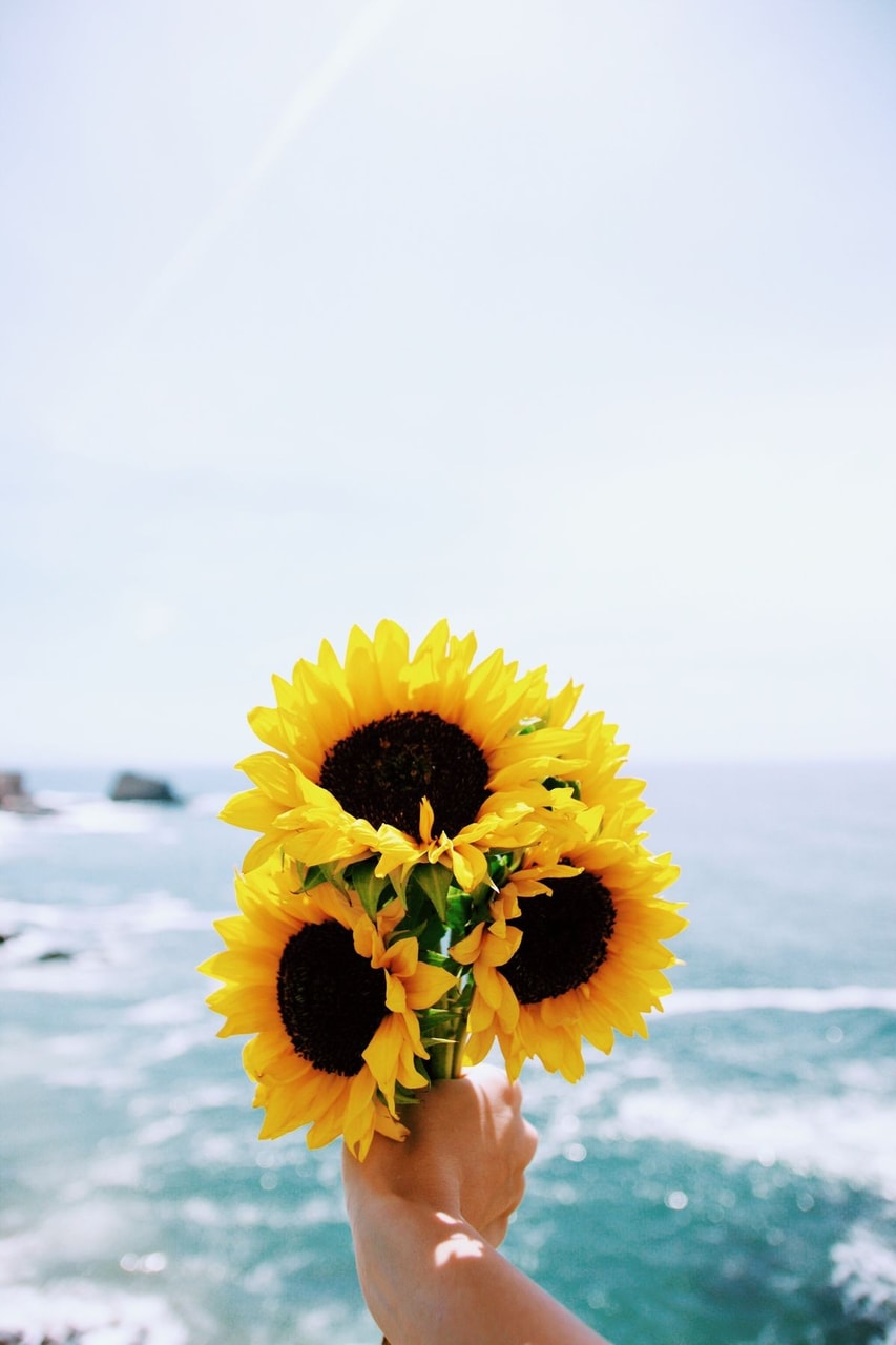 Sunflowers And Roses Wallpapers