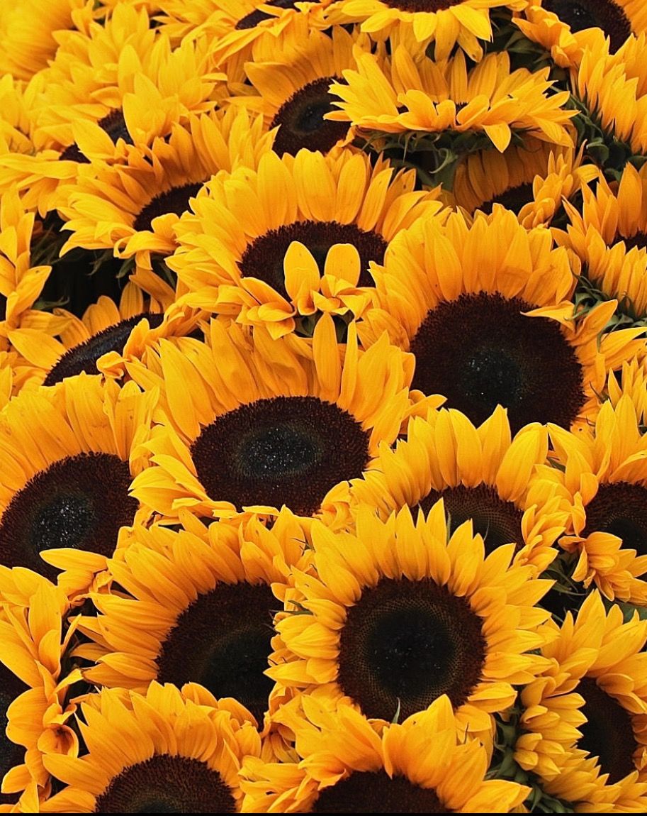 Sunflowers And Roses Wallpapers