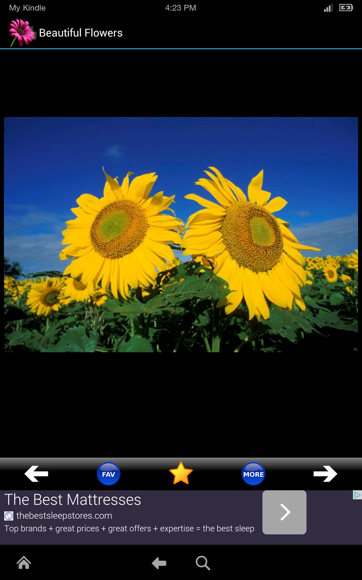 Sunflowers And Roses Wallpapers