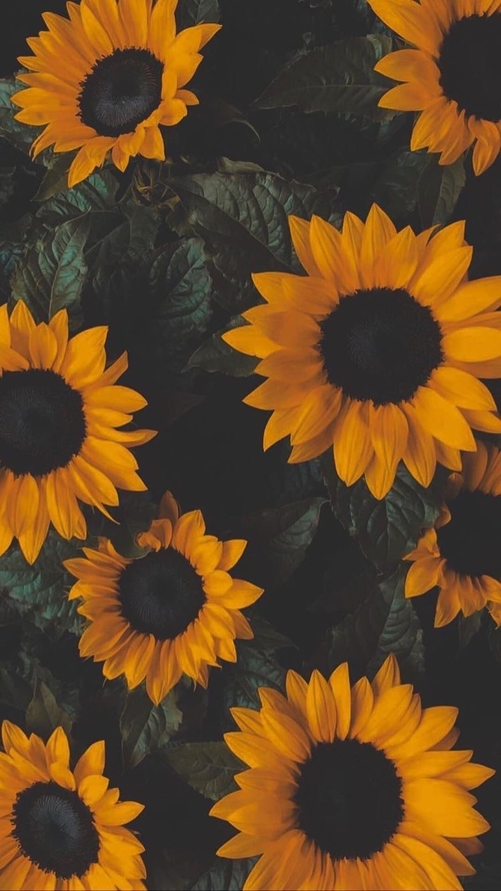 Sunflowers Wallpapers