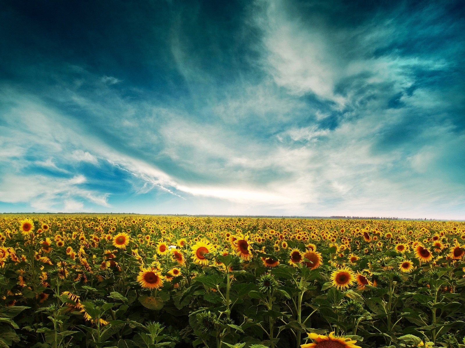 Sunflowers Wallpapers