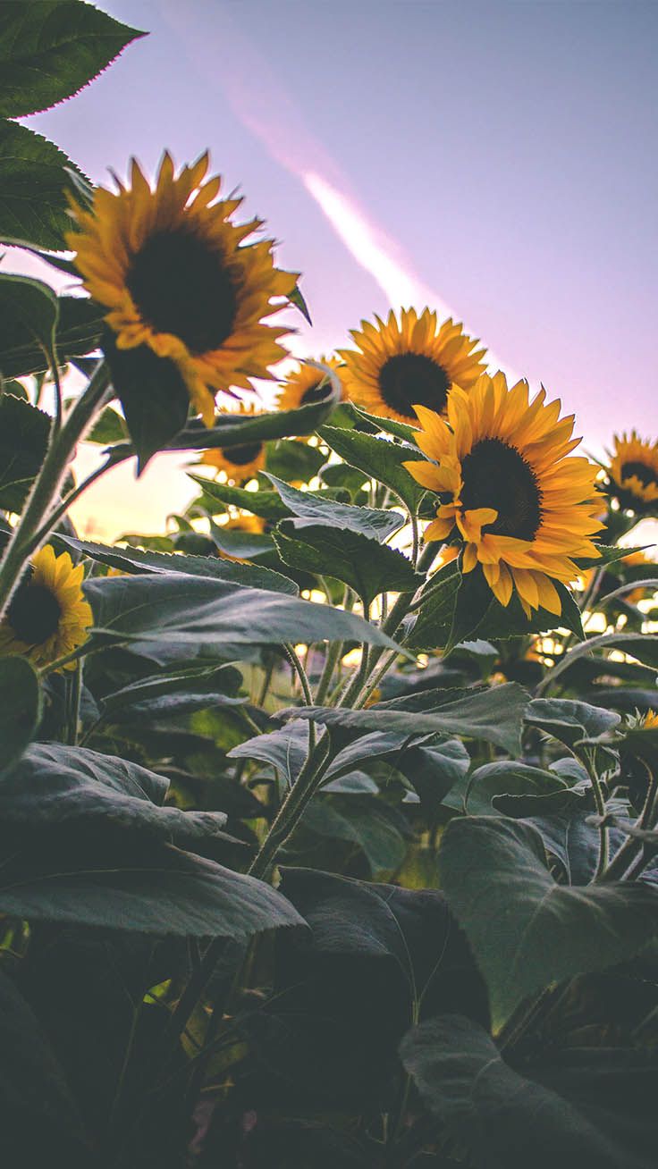 Sunflowers Wallpapers