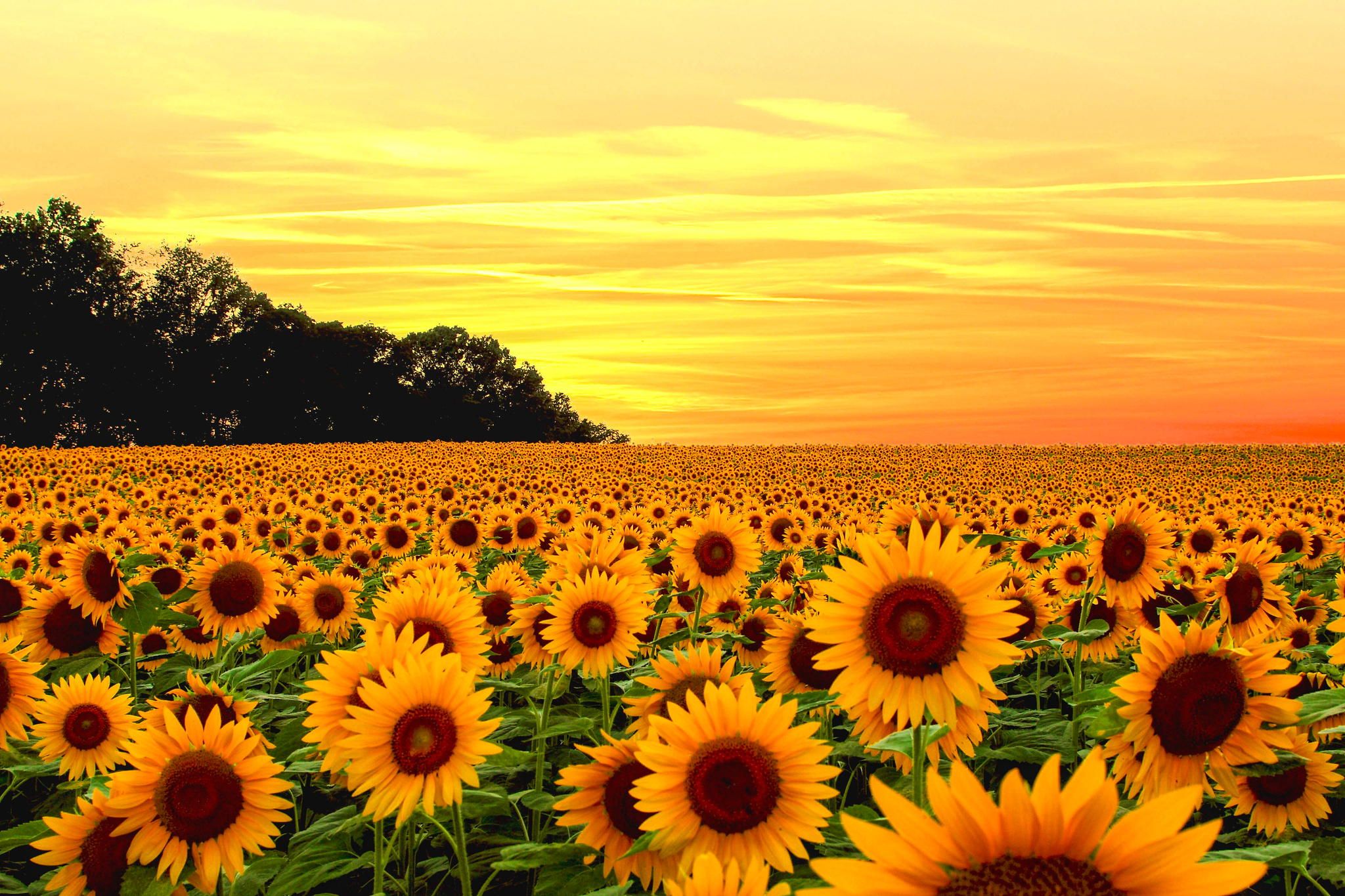 Sunflowers Wallpapers