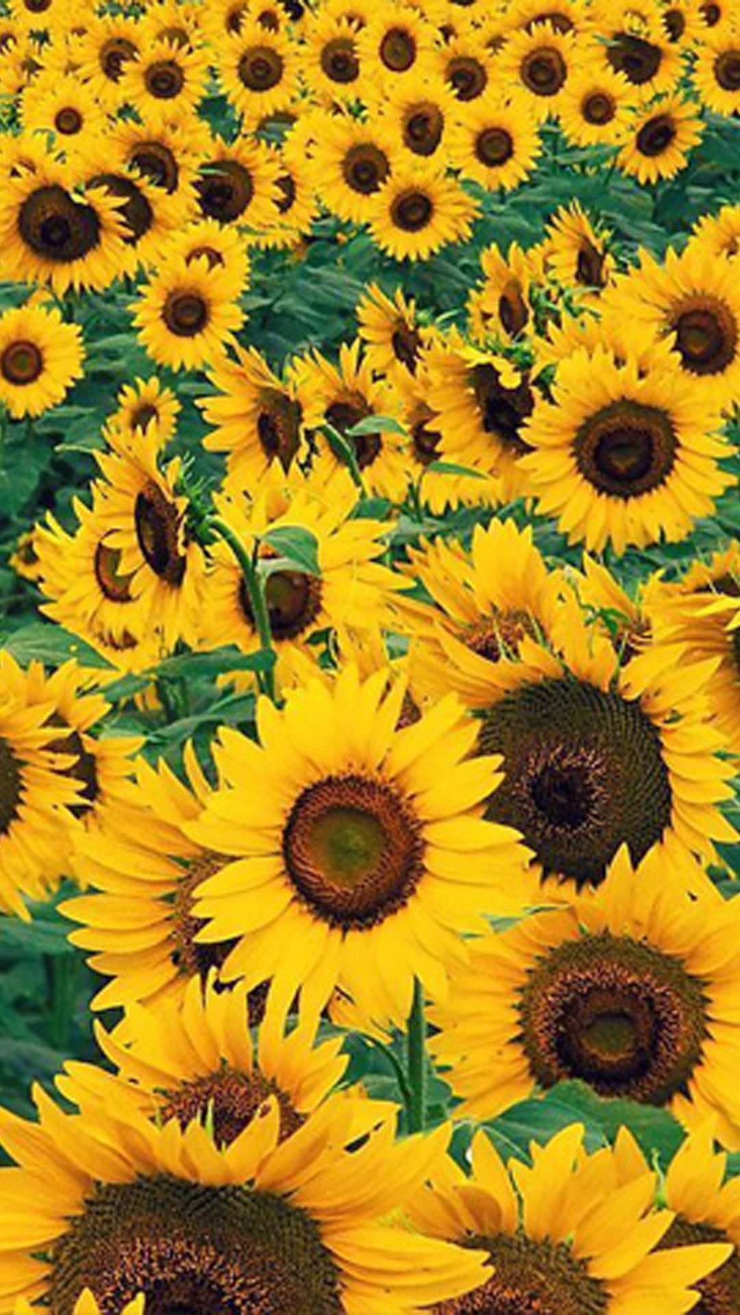 Sunflowers Wallpapers