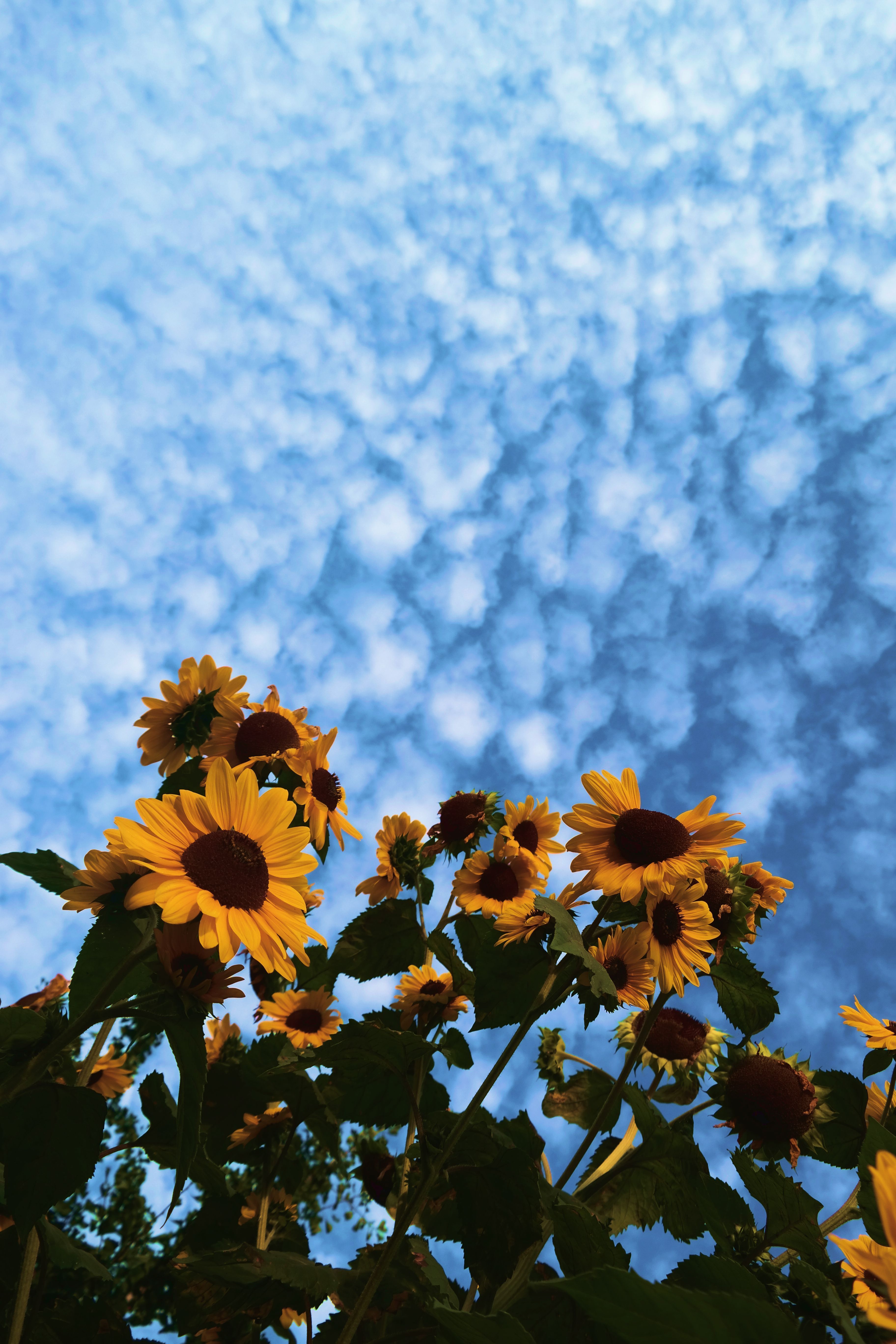 Sunflowers Wallpapers