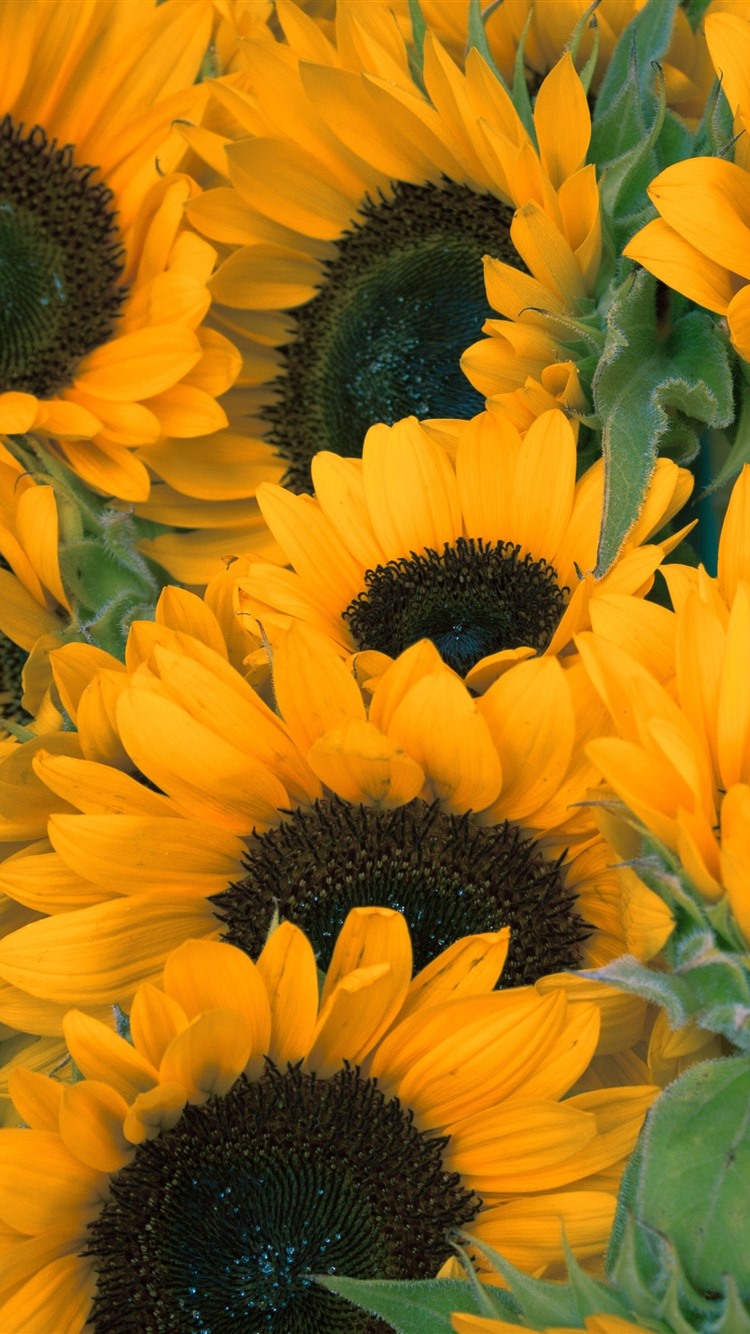 Sunflowers Wallpapers